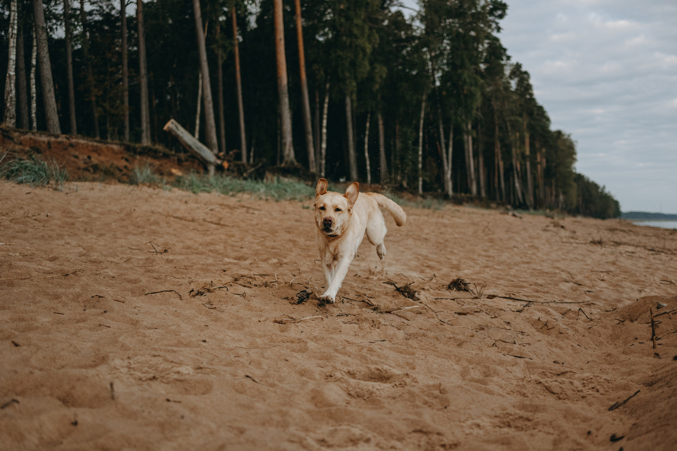 Наташа и Шани. Фотограф — Анималист | Санкт-Петербург
