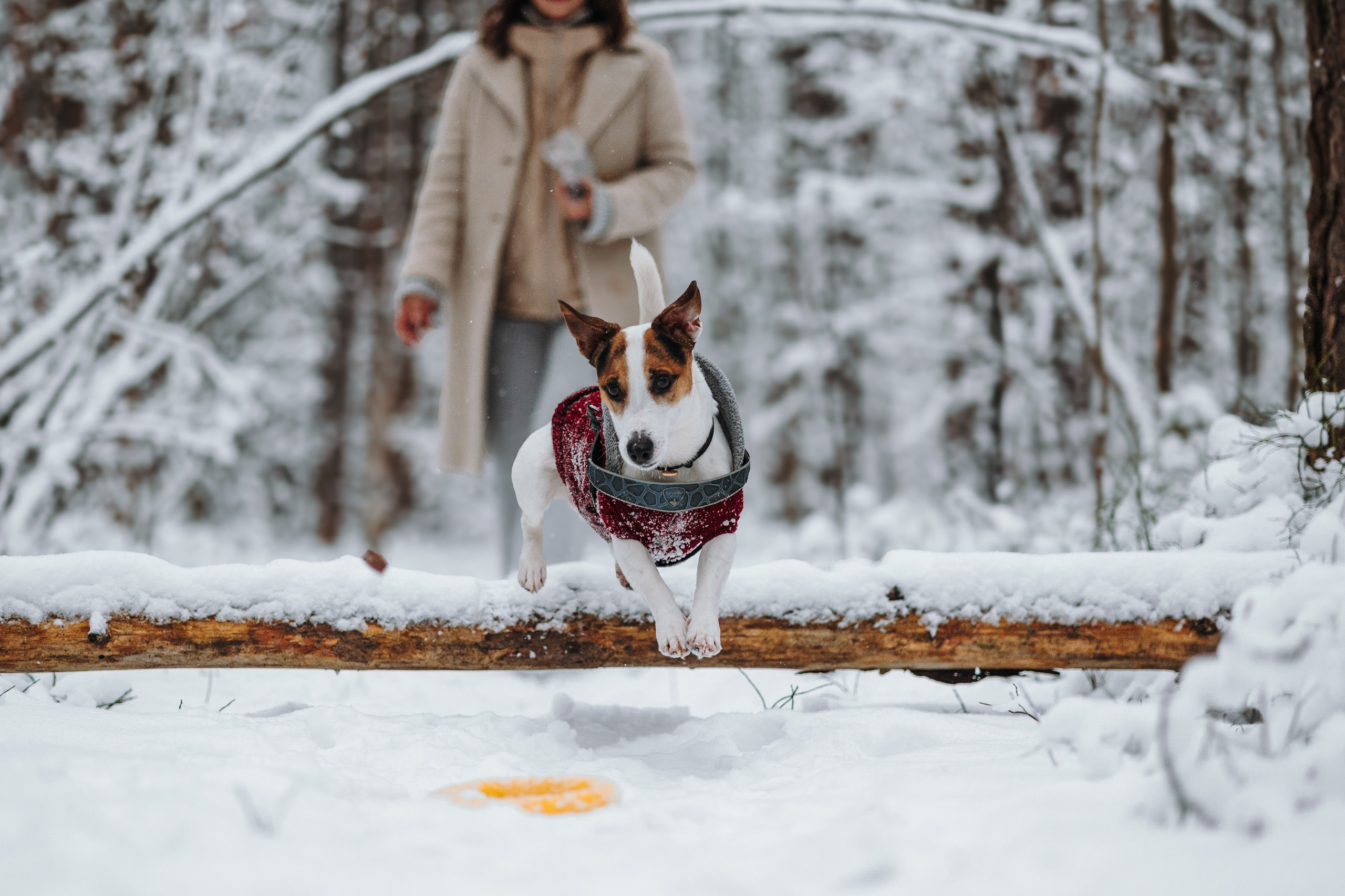 Мики и его семья. Фотограф — Анималист | Санкт-Петербург