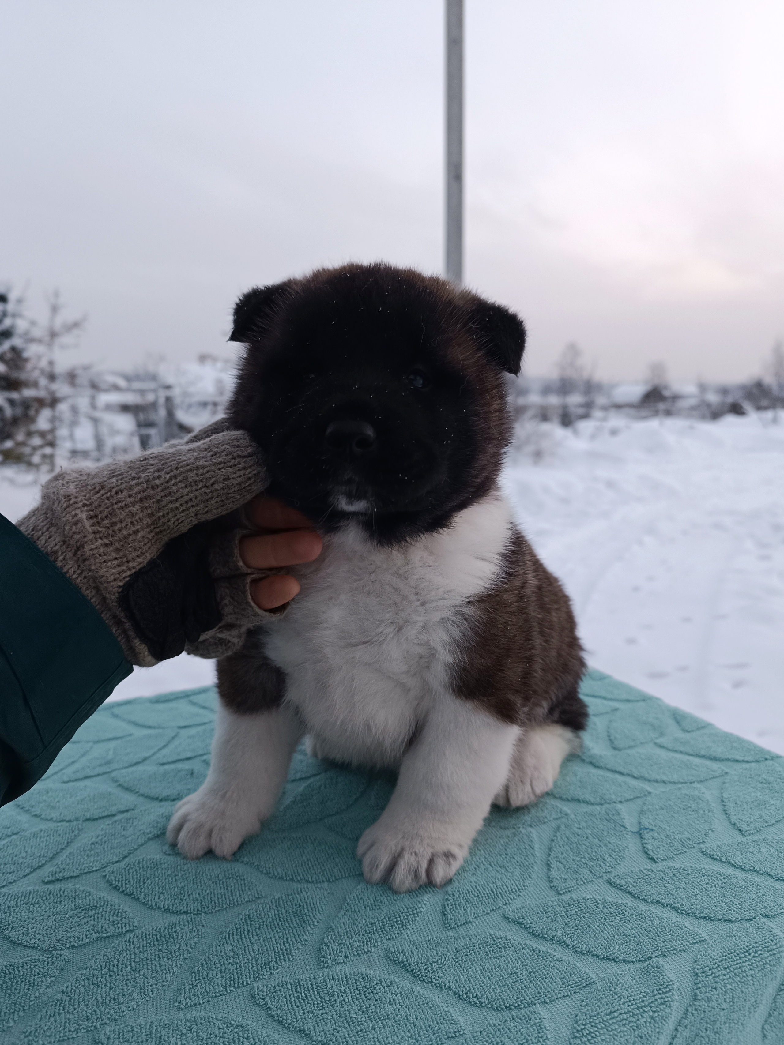 Американская акита  щенки питомник Санкт-Петербург клубные щенки Американская акита питомник RUBYLIGHT Рубилайт купить щенка американской акиты