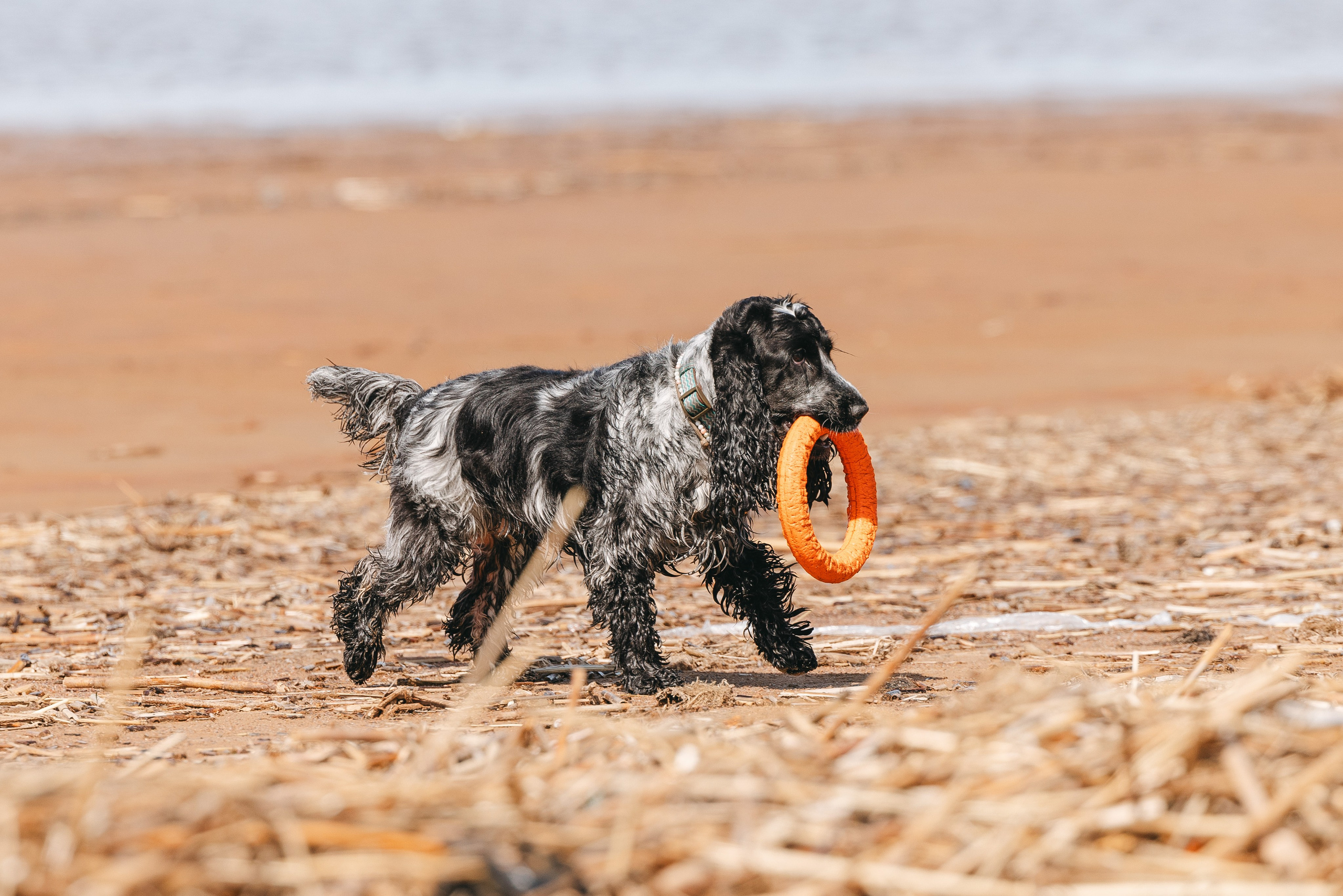 Спанимания. Фотограф анималист Осипчикова Мария