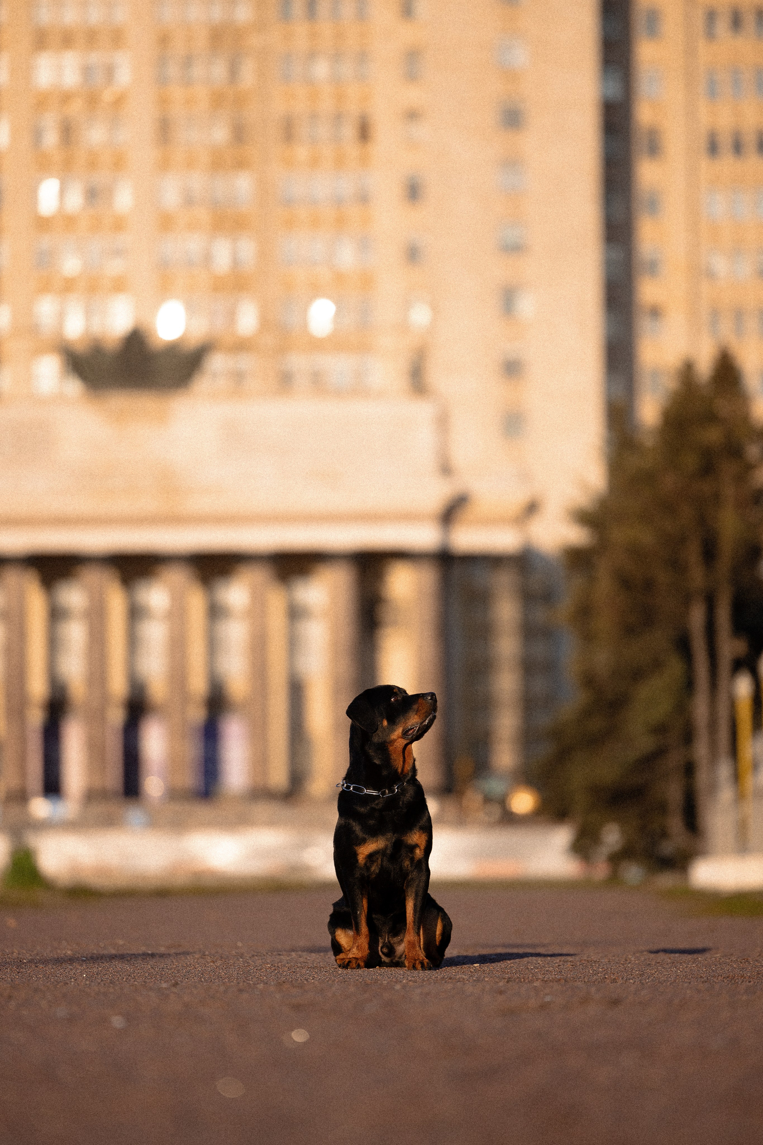 Катя, Леша, Лея и Трой. Фотограф и видеограф анималист Аганина Дарья