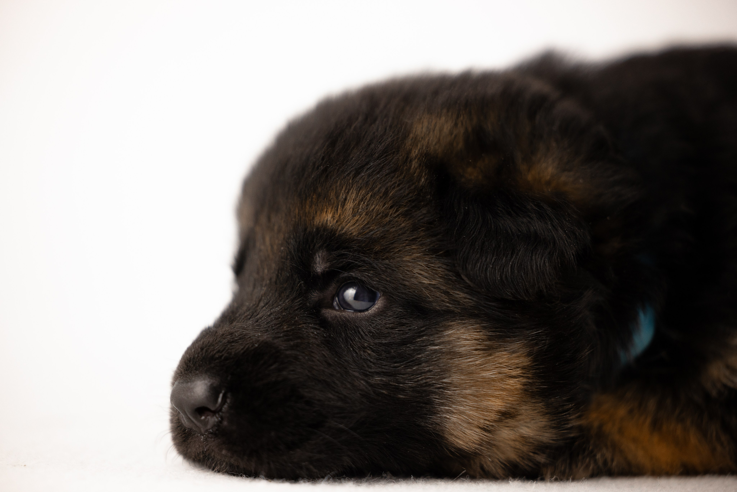 Немецкая овчарка. Фотограф и видеограф анималист Аганина Дарья