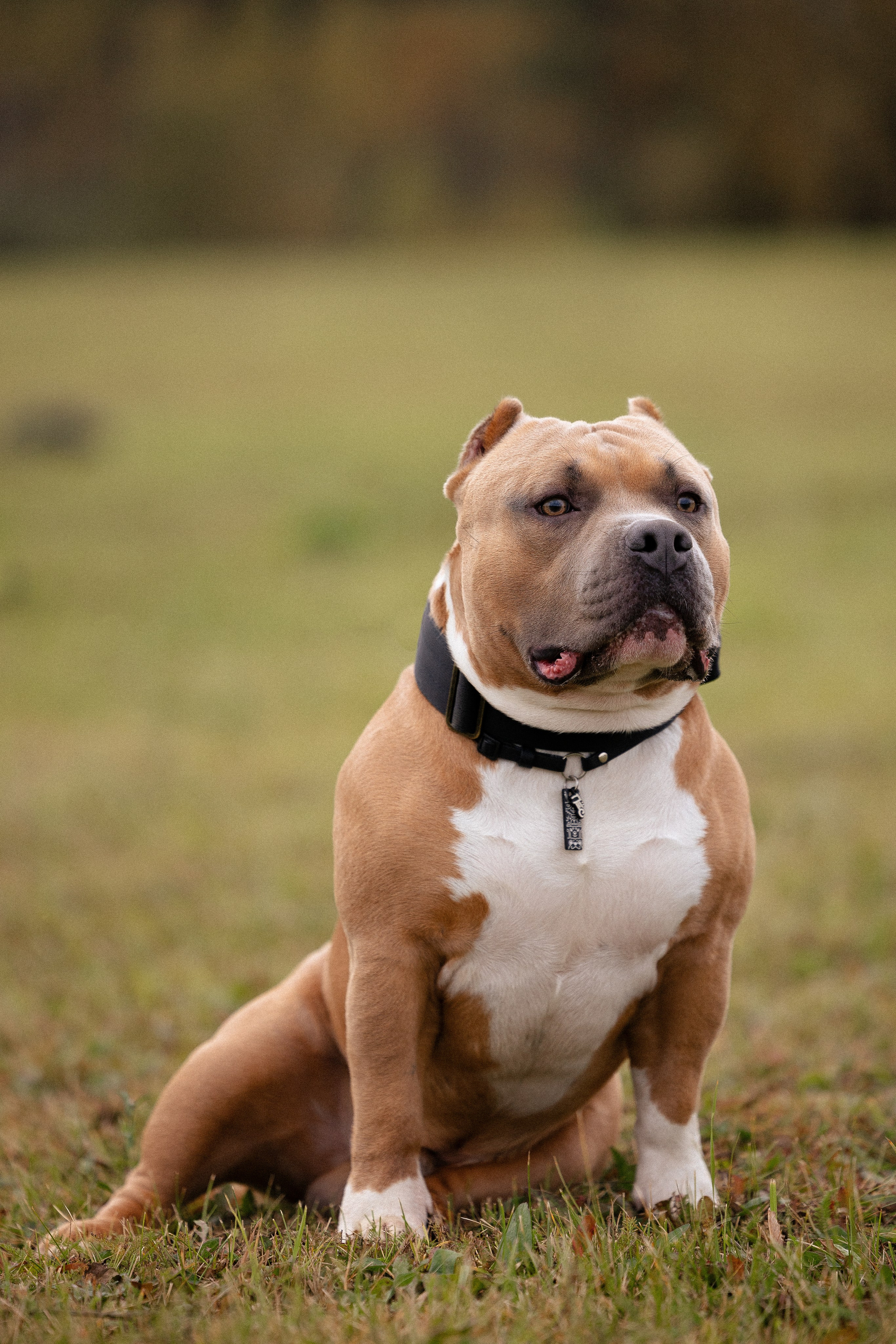 Алена и Тор. Фотограф и видеограф анималист Аганина Дарья