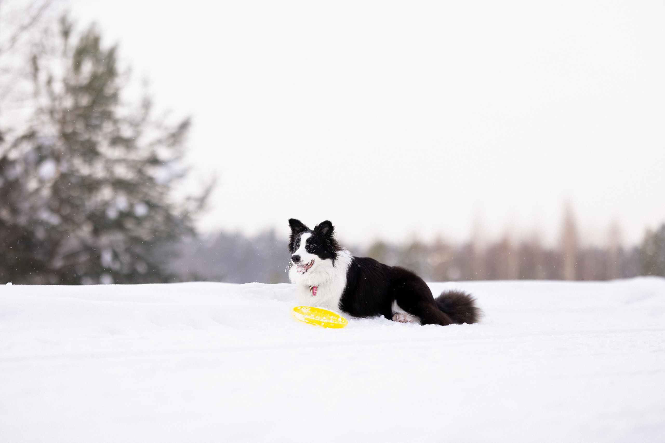 Лилия, Алексей и Ариана. Фотограф и видеограф анималист Аганина Дарья