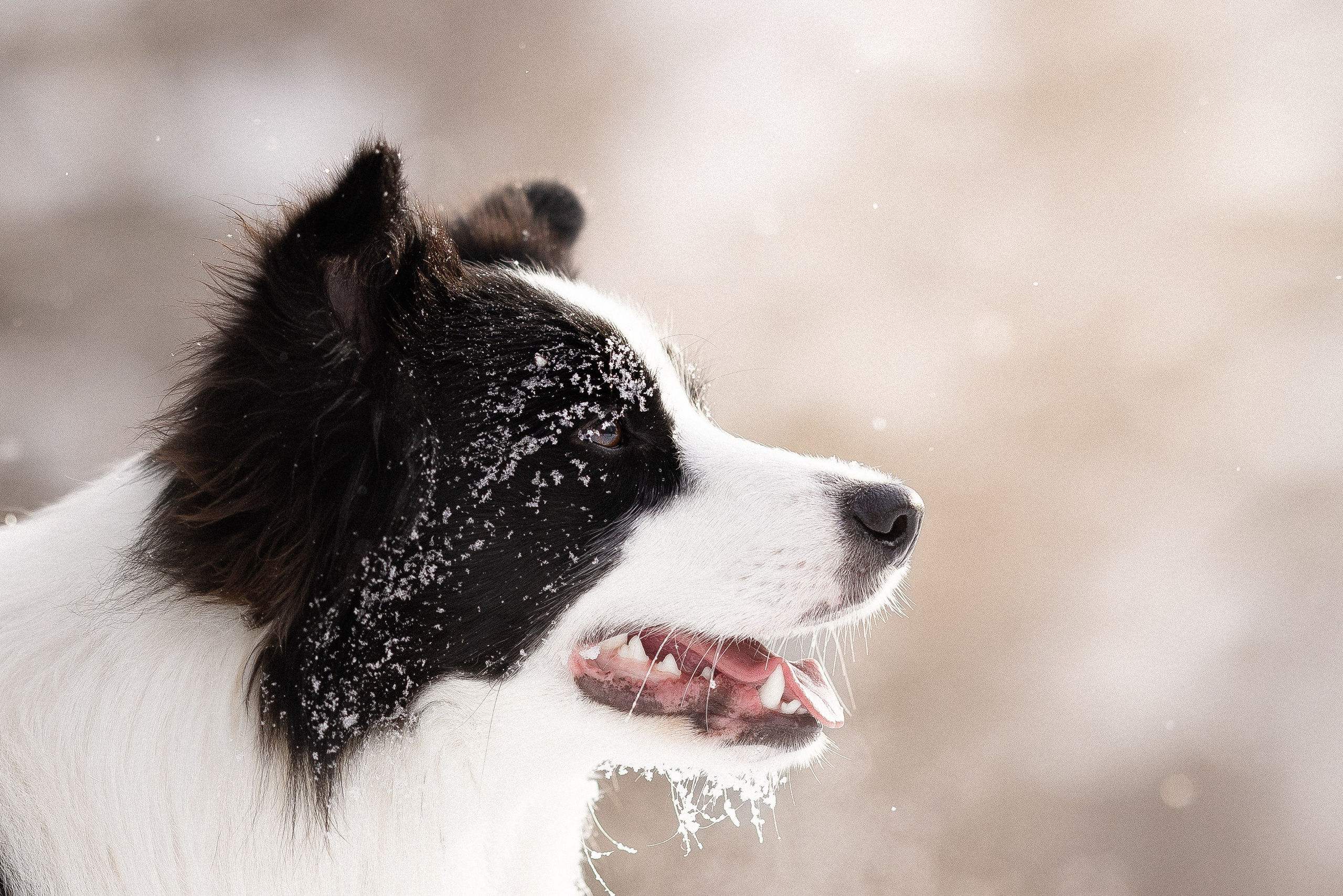 Лилия, Алексей и Ариана. Фотограф и видеограф анималист Аганина Дарья