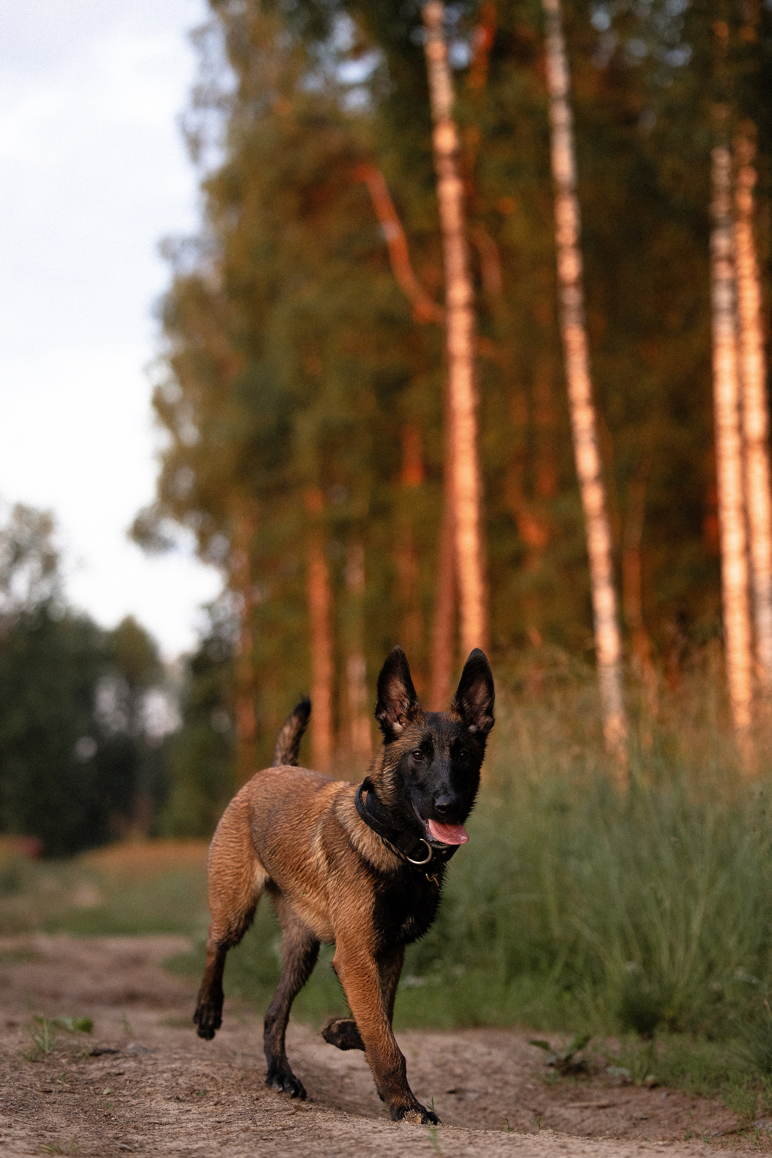Галина и Лоя. Фотограф и видеограф анималист Аганина Дарья