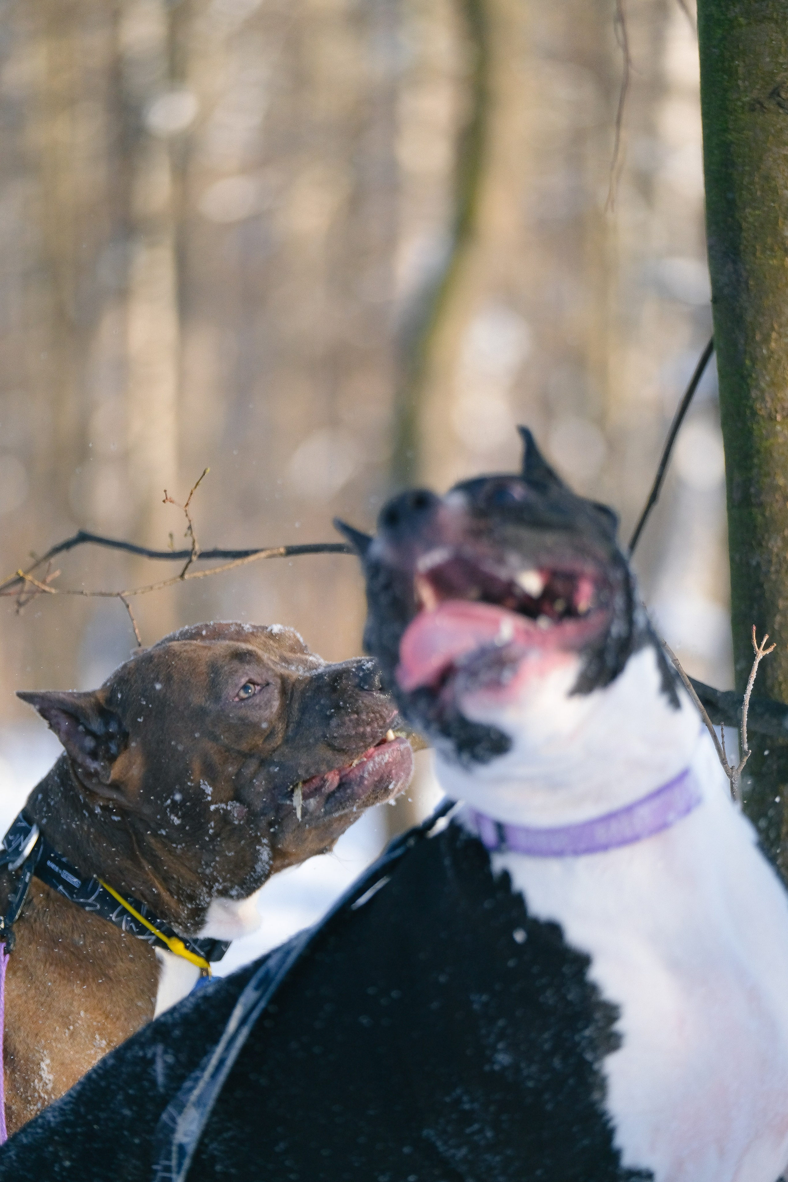 Баста и Эйгон. Фотограф и видеограф анималист Аганина Дарья