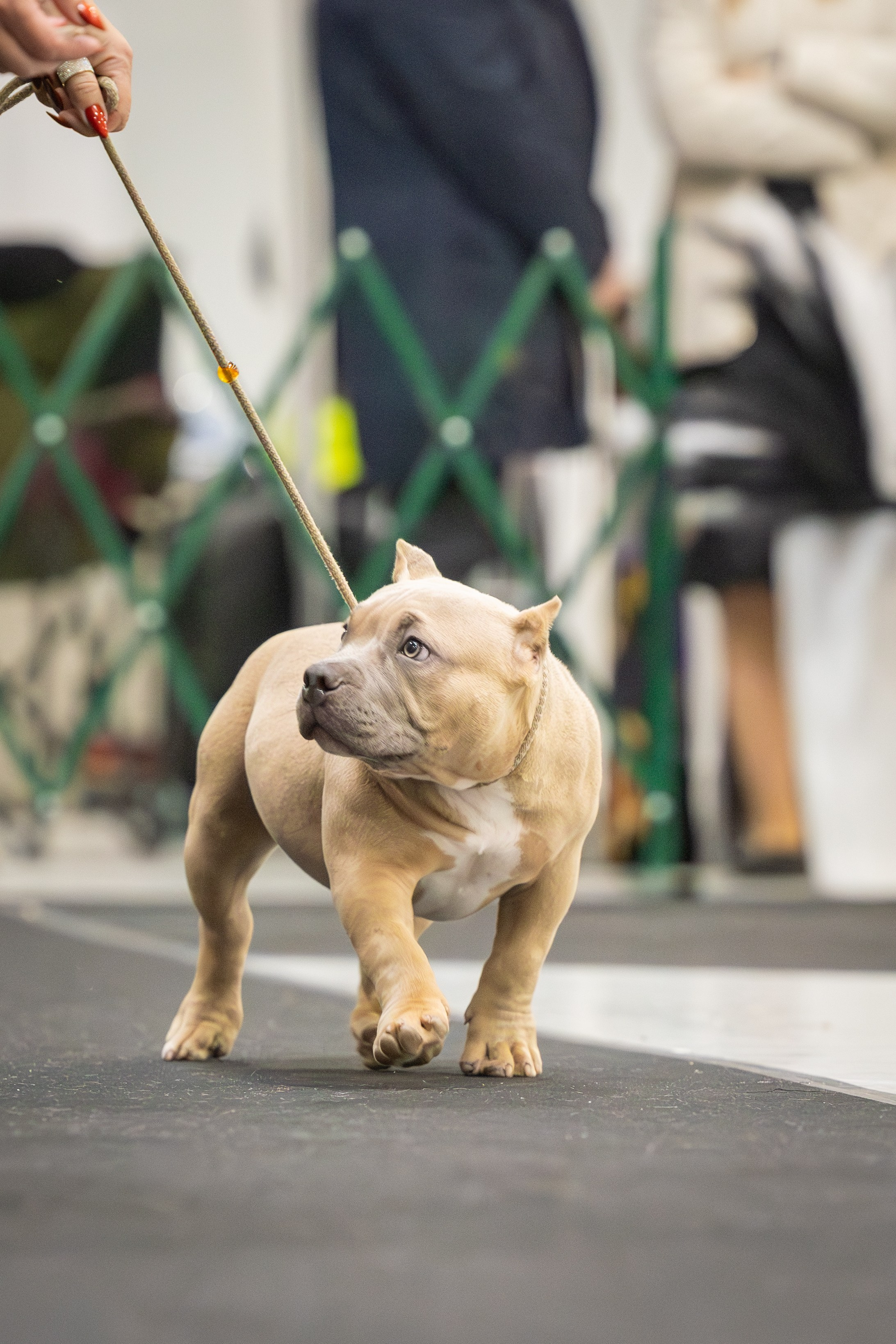 АВКС. Виктория Михайловская. Фотограф-анималист. Москва
