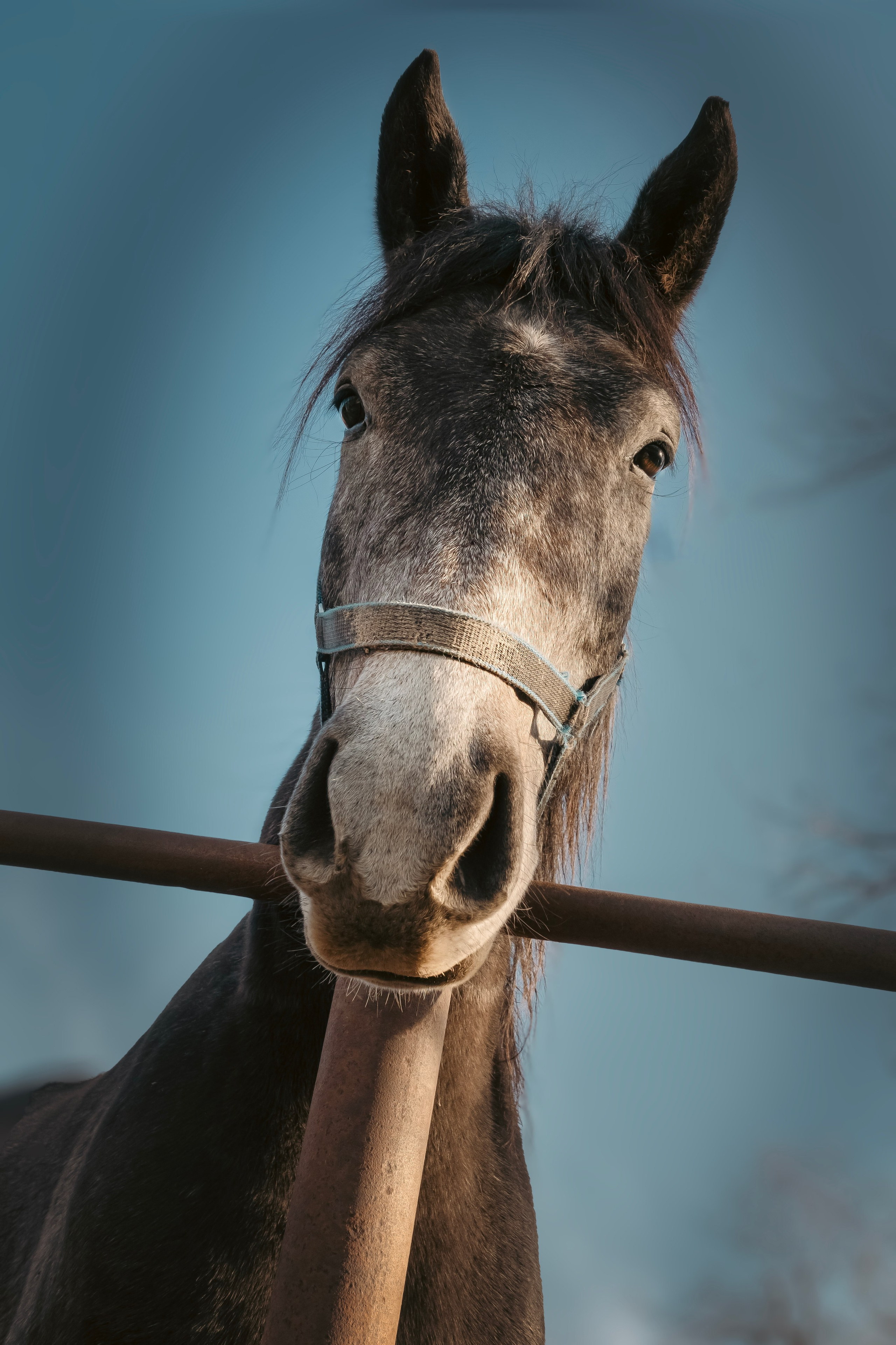 Конюшня. Семейный фотограф анималист г. Находка