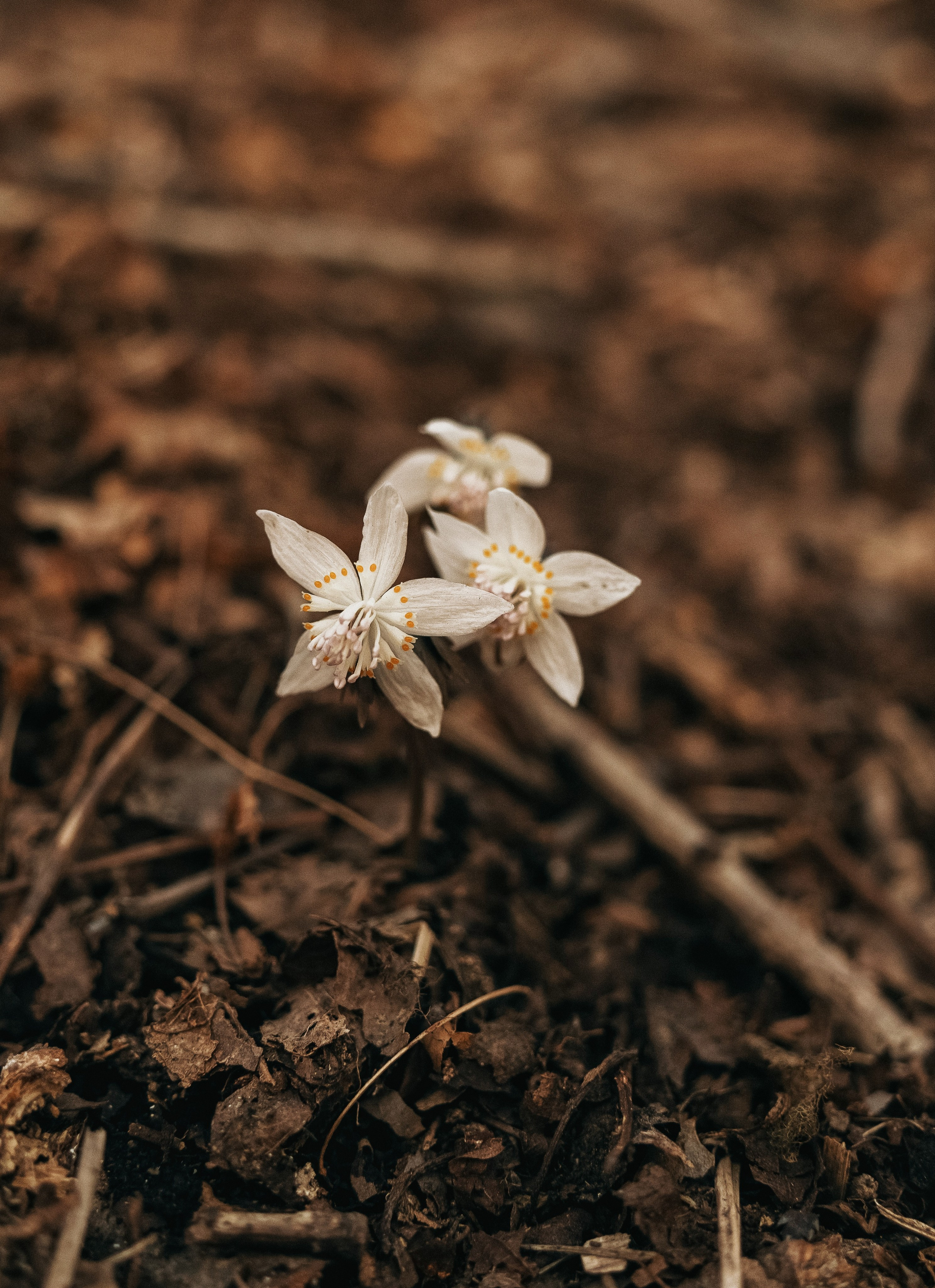 Анастасия и Евгений. Семейный фотограф анималист г. Находка
