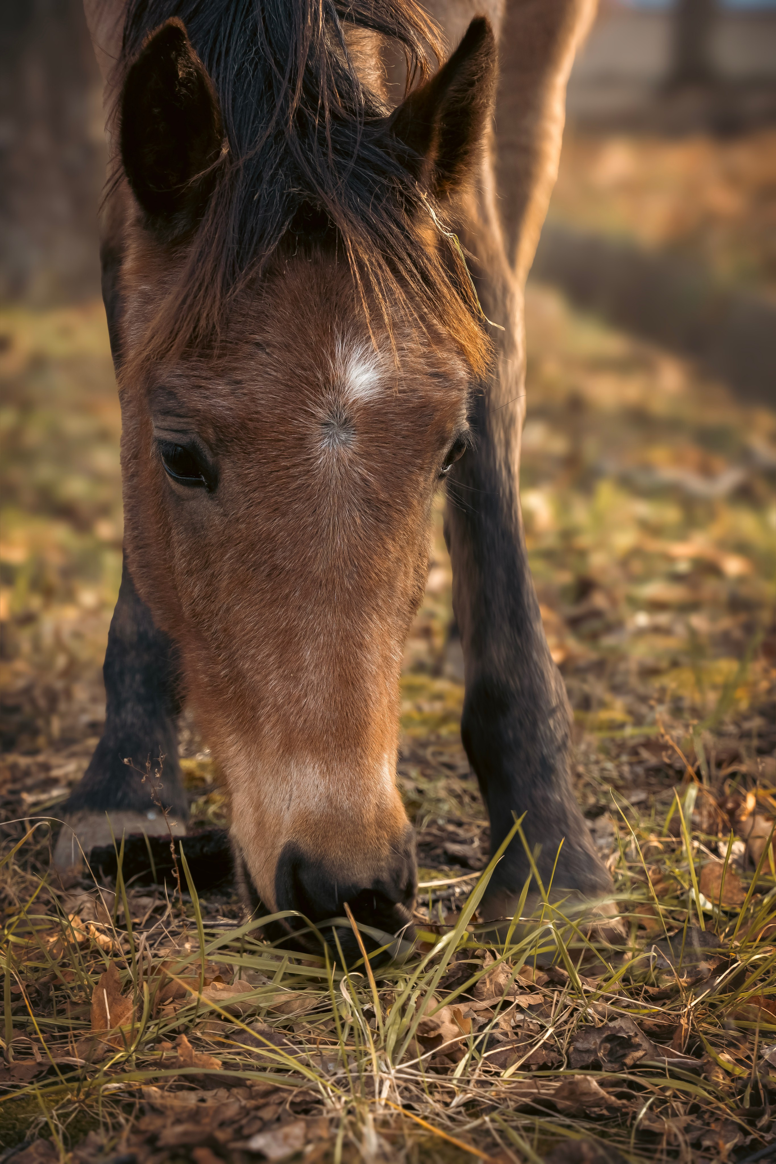 Конюшня. Семейный фотограф анималист г. Находка