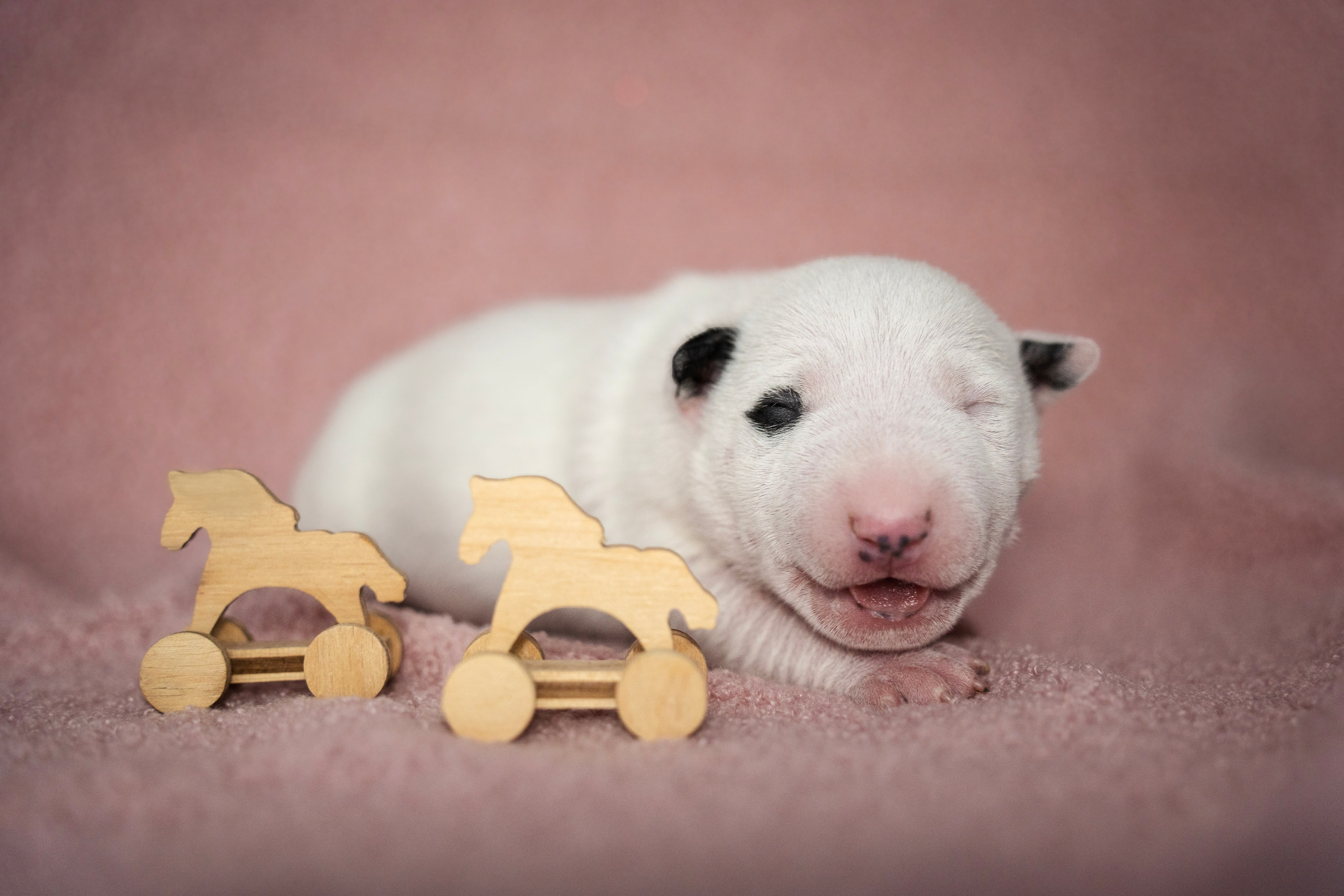 Ньюборн. Семейный фотограф анималист г. Находка