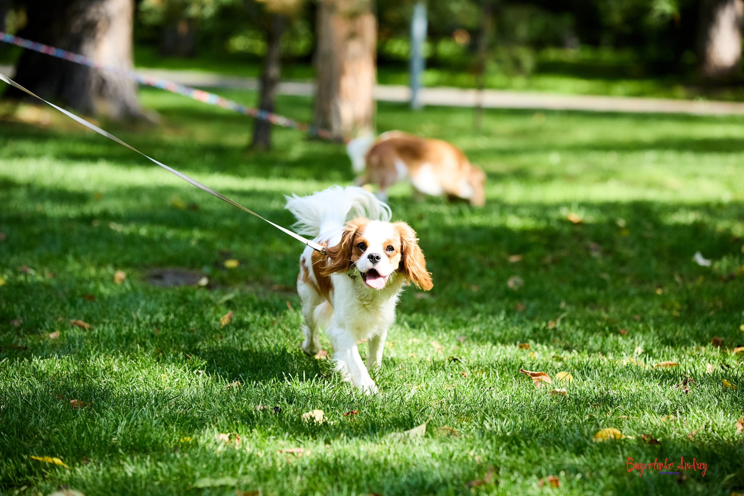Фотопрогулка с кавалерами. Buyvolenko Andrey