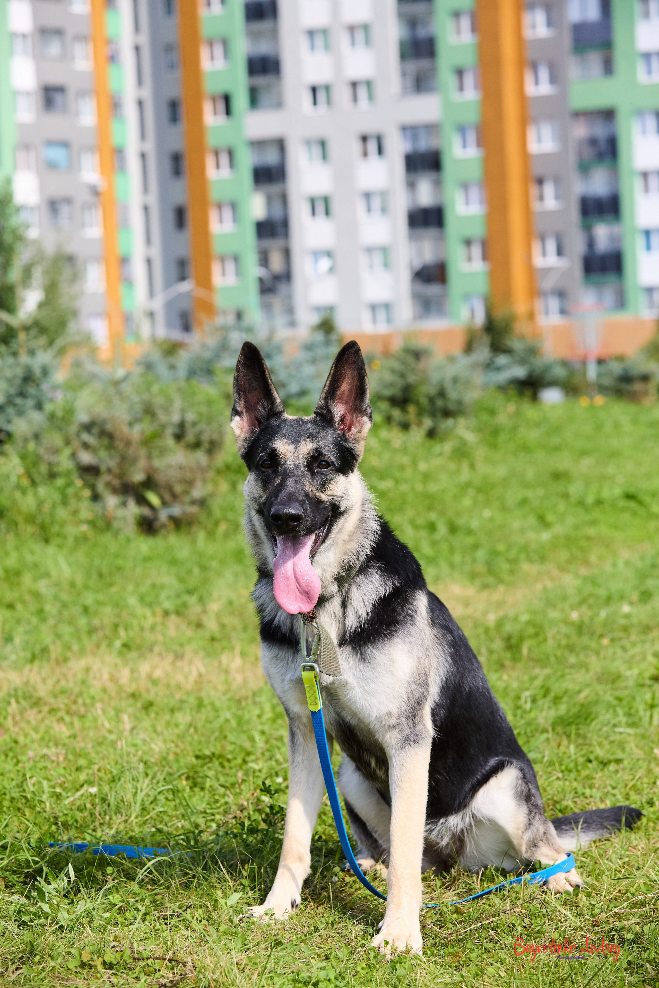 Проект фотопрогулка с хвостиком. Buyvolenko Andrey