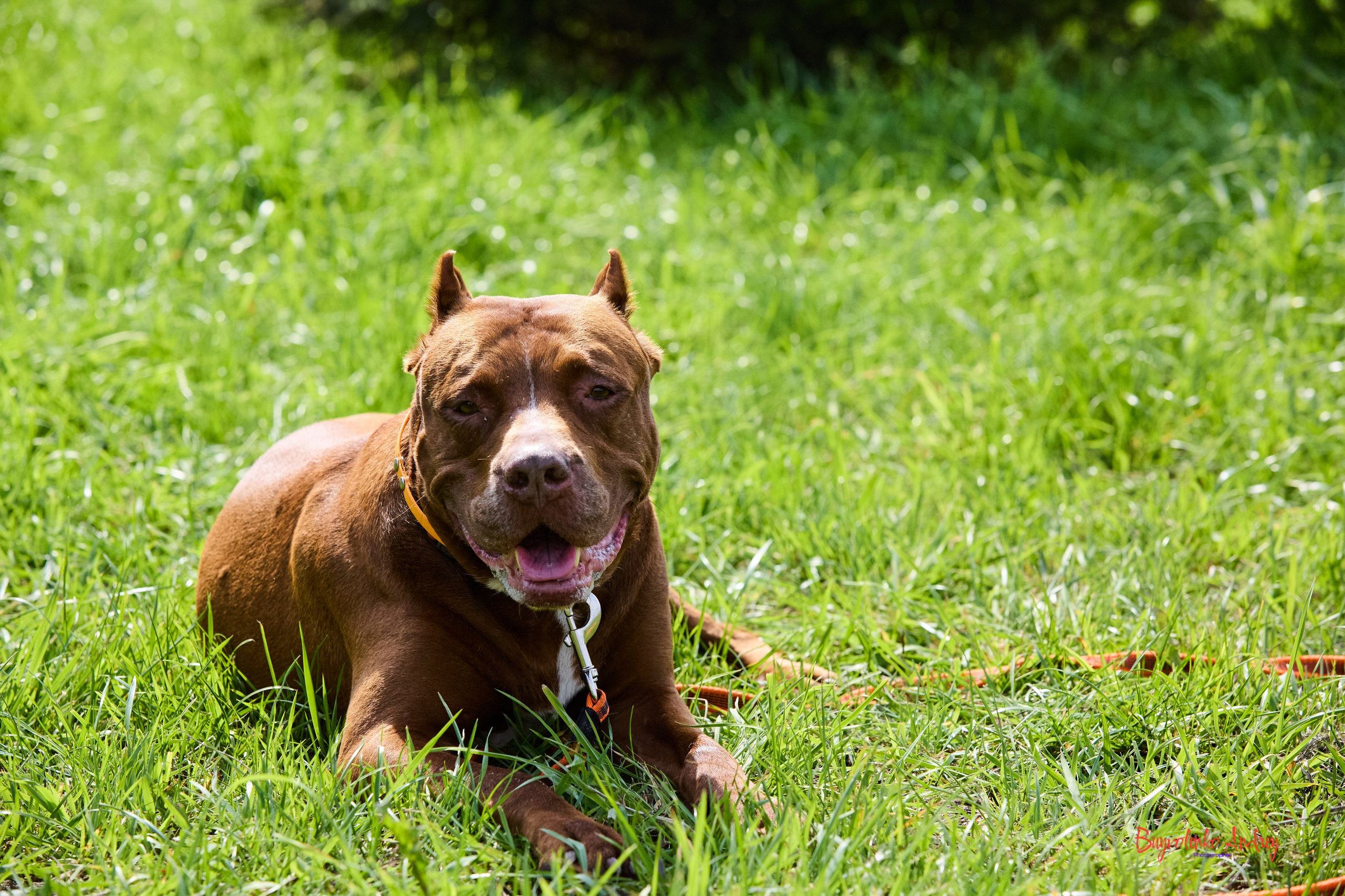 Проект фотопрогулка с хвостиком. Buyvolenko Andrey