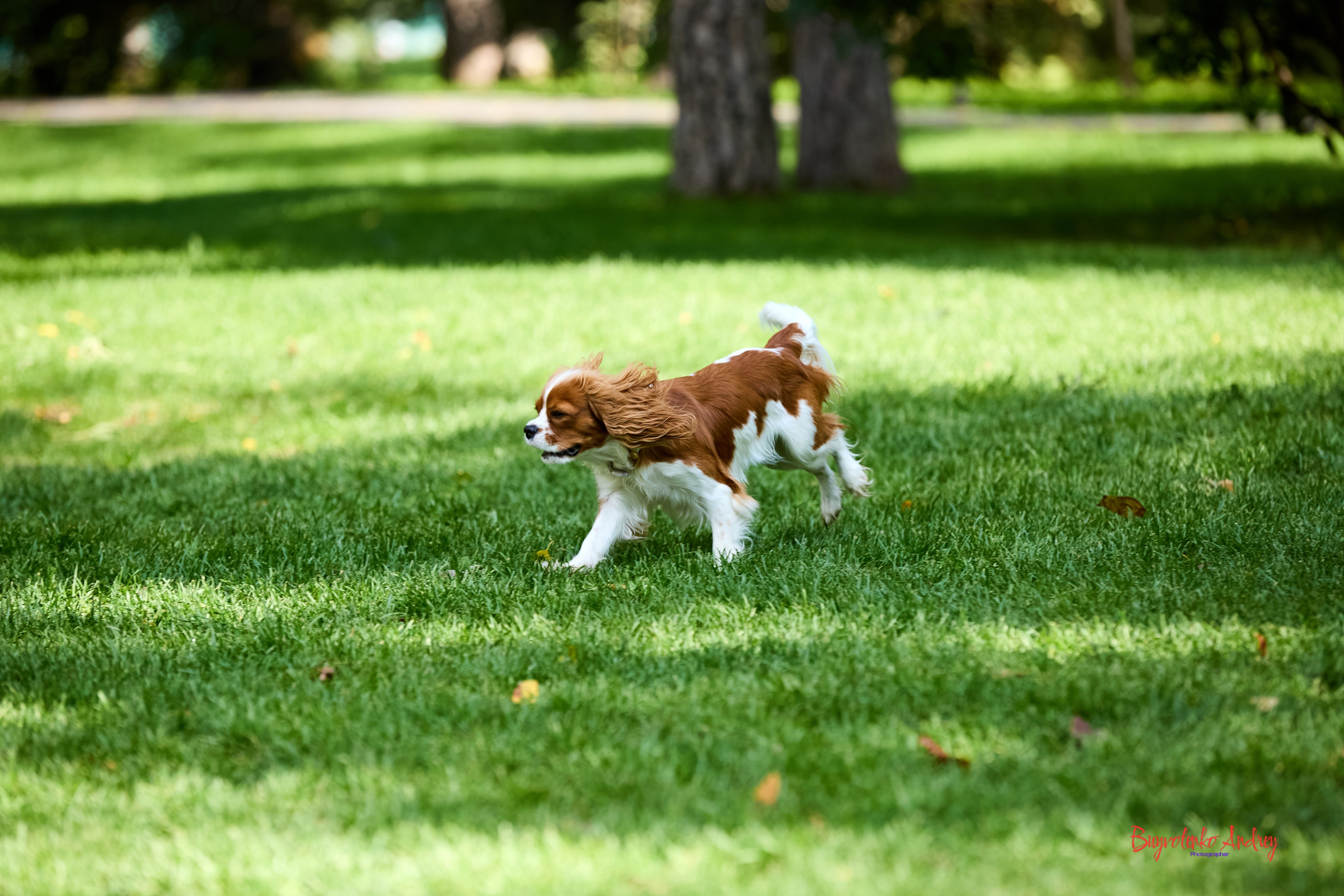 Фотопрогулка с кавалерами. Buyvolenko Andrey