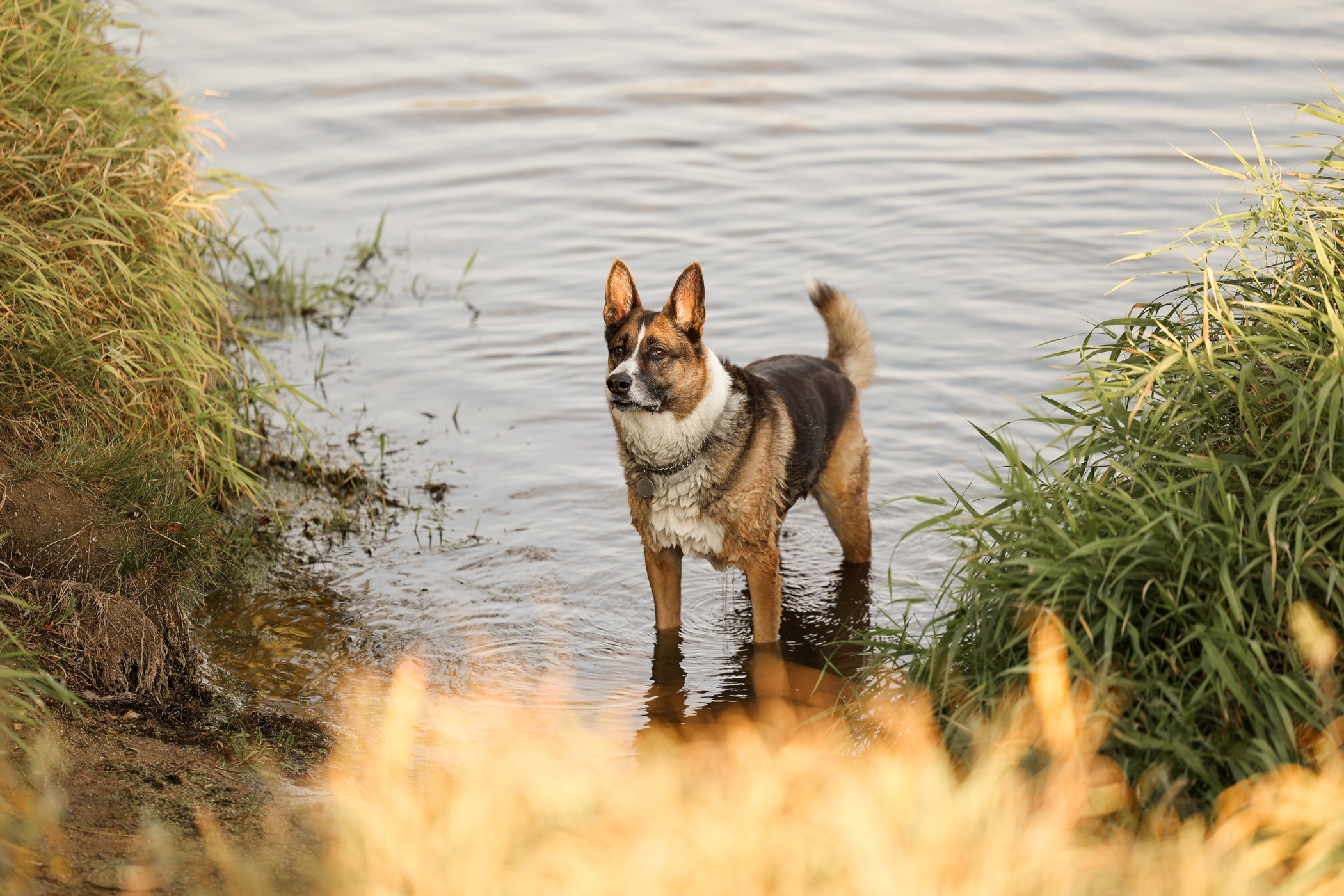 Прогулка на природе. Фотограф-анималист Полина Колкова | Москва