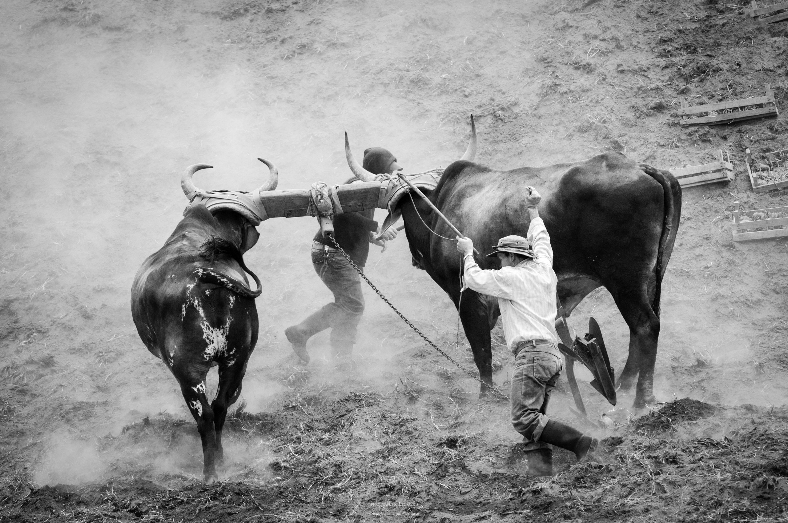Фотографии для интерьера Вашего дома, квартиры, офиса или дачи. Авторские стильные фотокартины