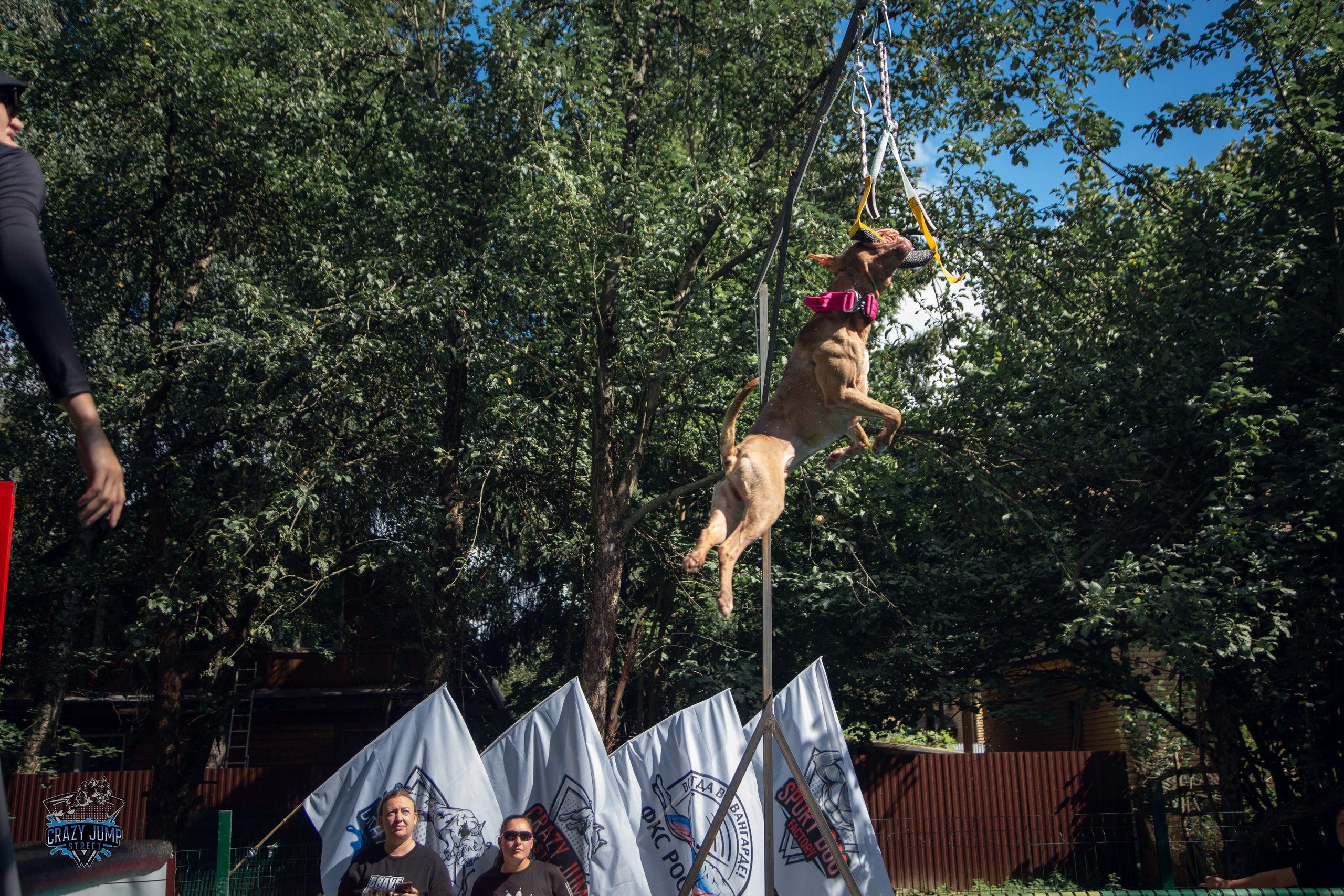 Собаки, спорт, Док дайвинг. Свадебный и репортажный фотограф в Москве и Московской области