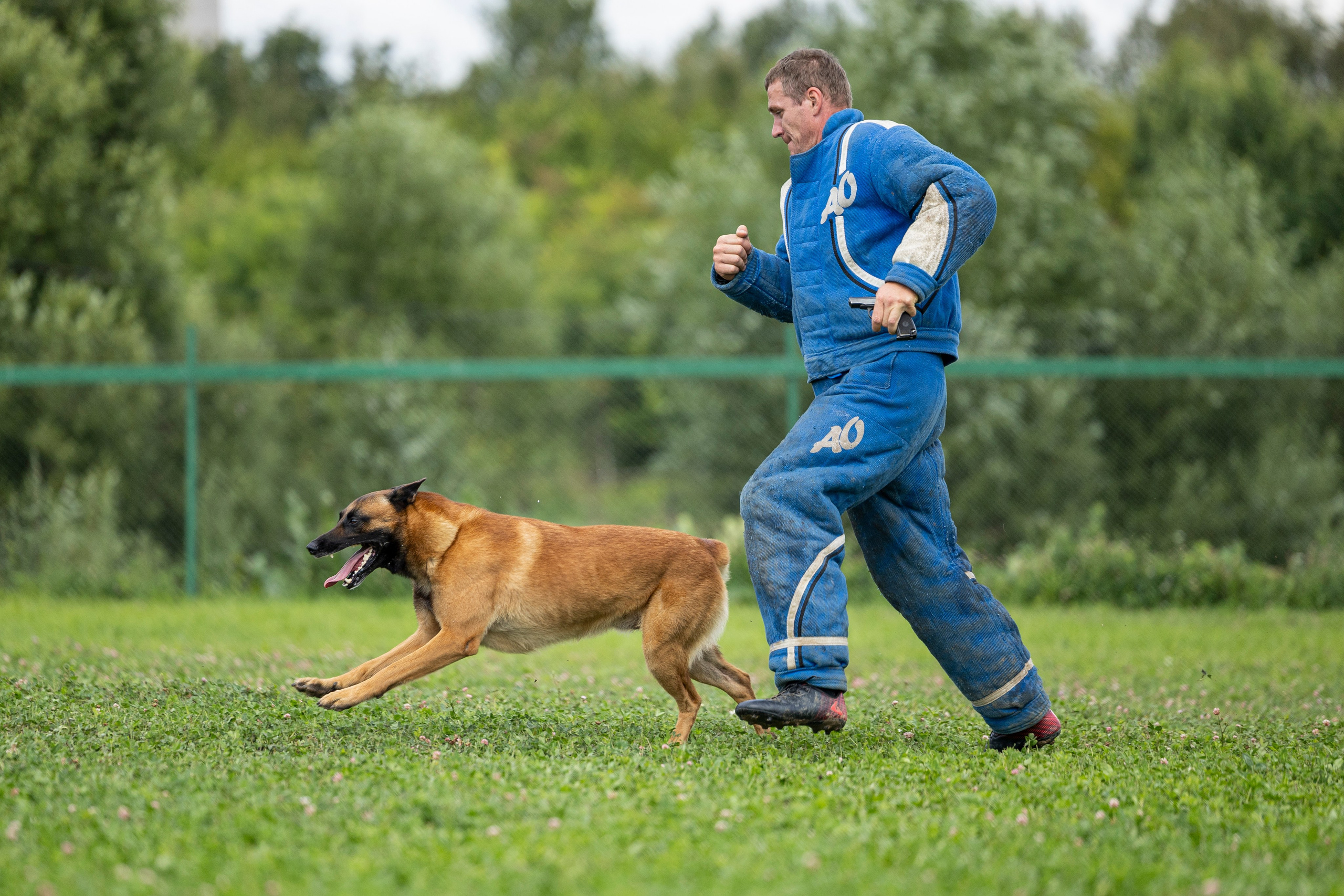 Соревнования по Мондьорингу г. Вологда 10-11.08.2024. Фотограф-анималист Анна Маринич