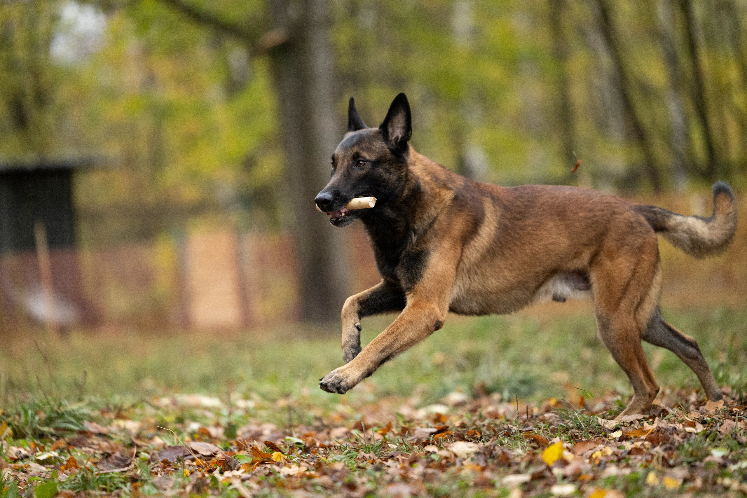 Соревнования по Мондьорингу г. Вологда. Фотограф-анималист Анна Маринич