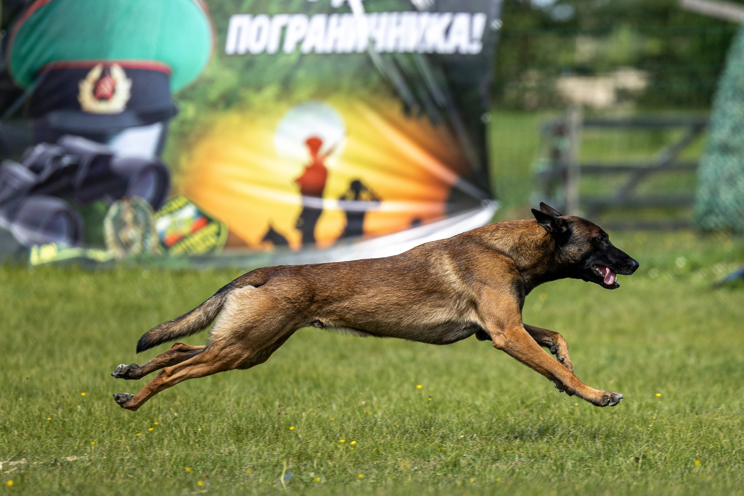 Испытания по мондьорингу в Нижнем Новгороде. Фотограф-анималист Анна Маринич