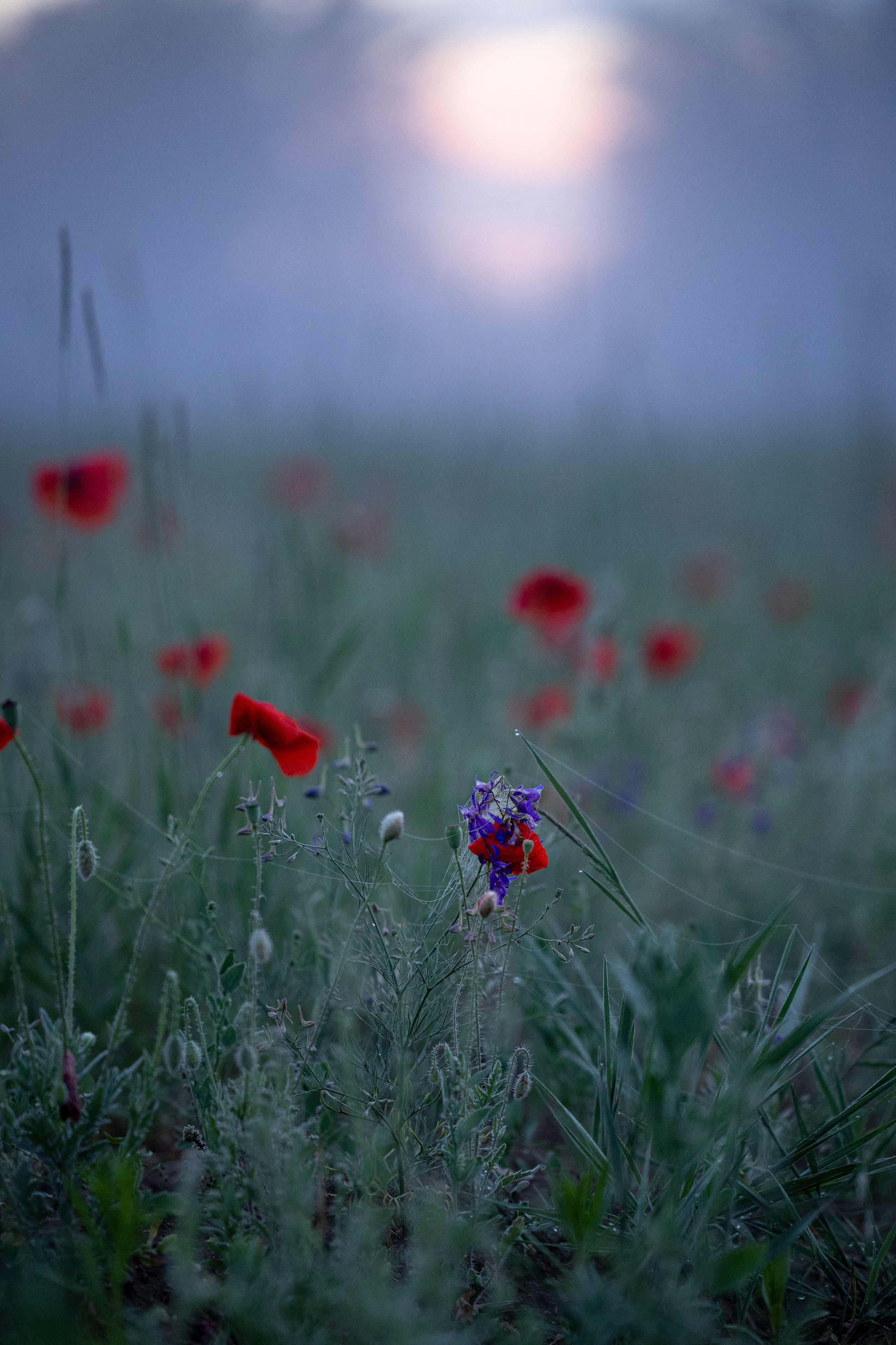 Маковое поле. Фотограф-анималист Анна Маринич