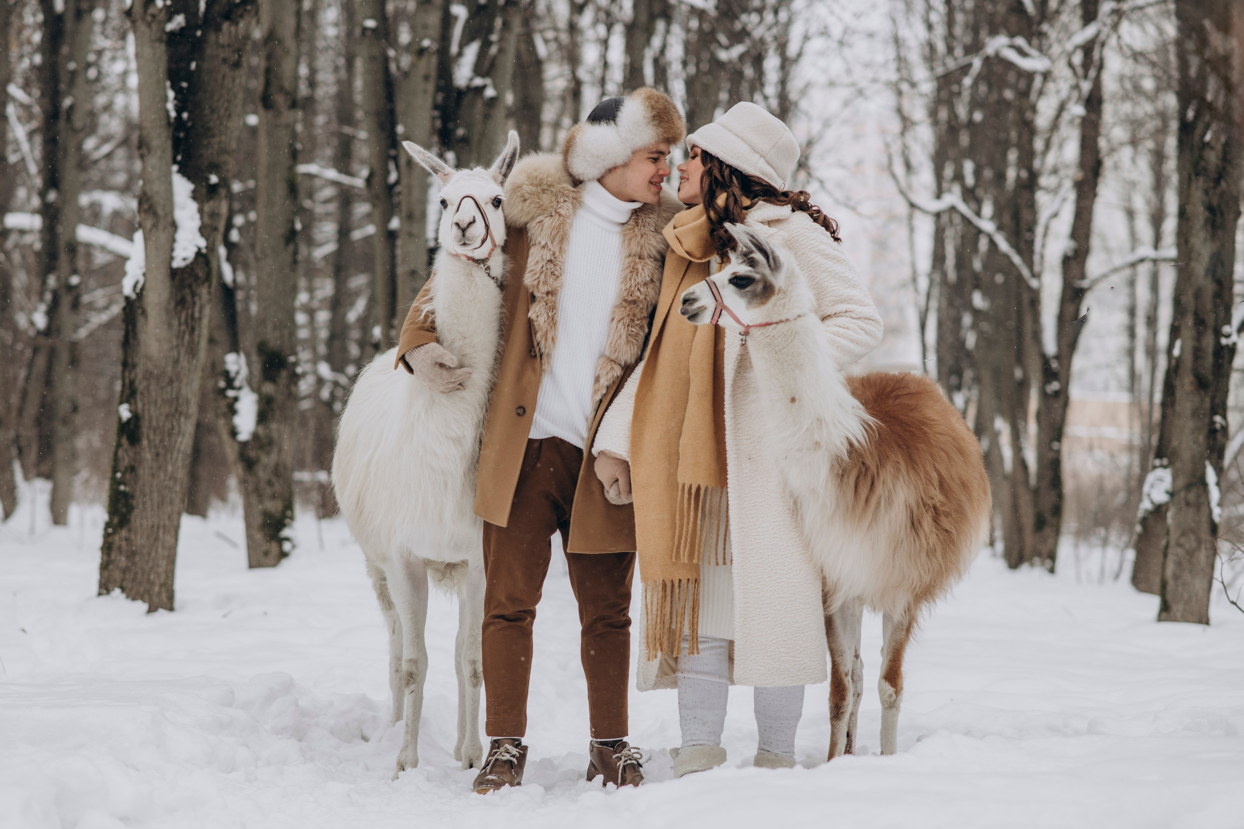 Зимняя фотосессия с Альпаками. Свадебный фотограф в Дмитрове