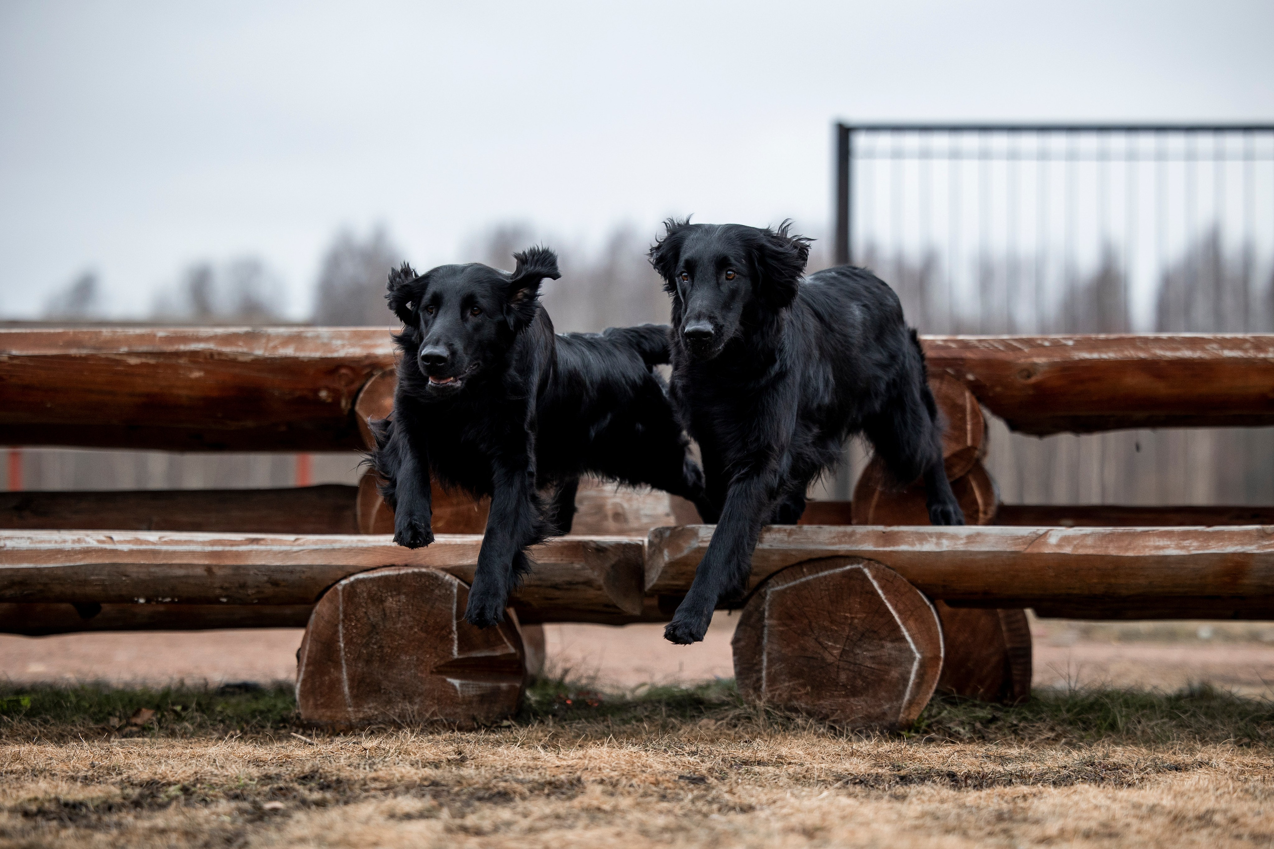 Ора, Ева, Рози и их семья. Фотограф — Анималист | Санкт-Петербург