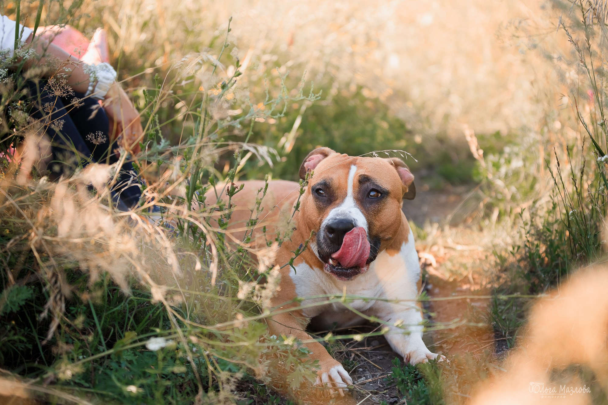 анималист Саратов