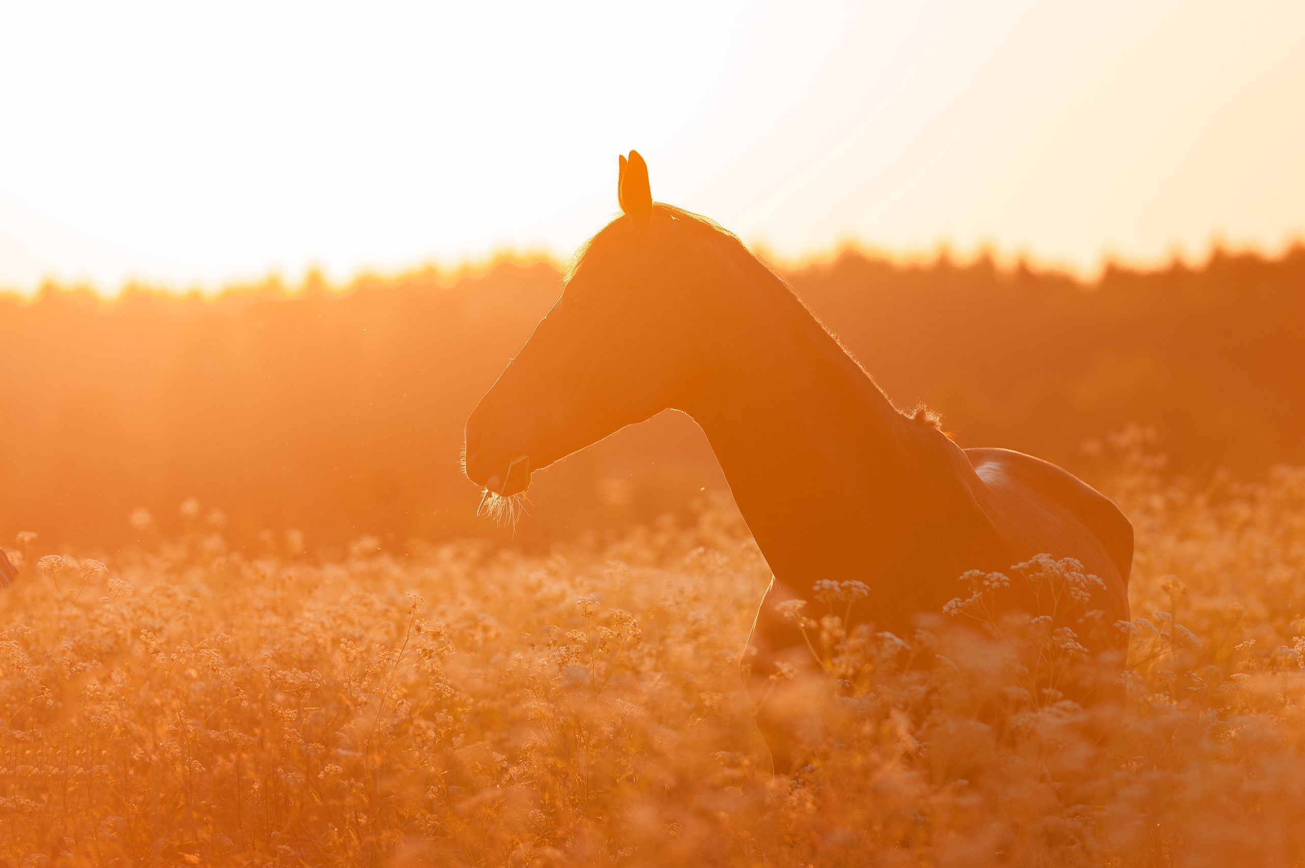 Ивори в закатных полях. Фотограф-анималист