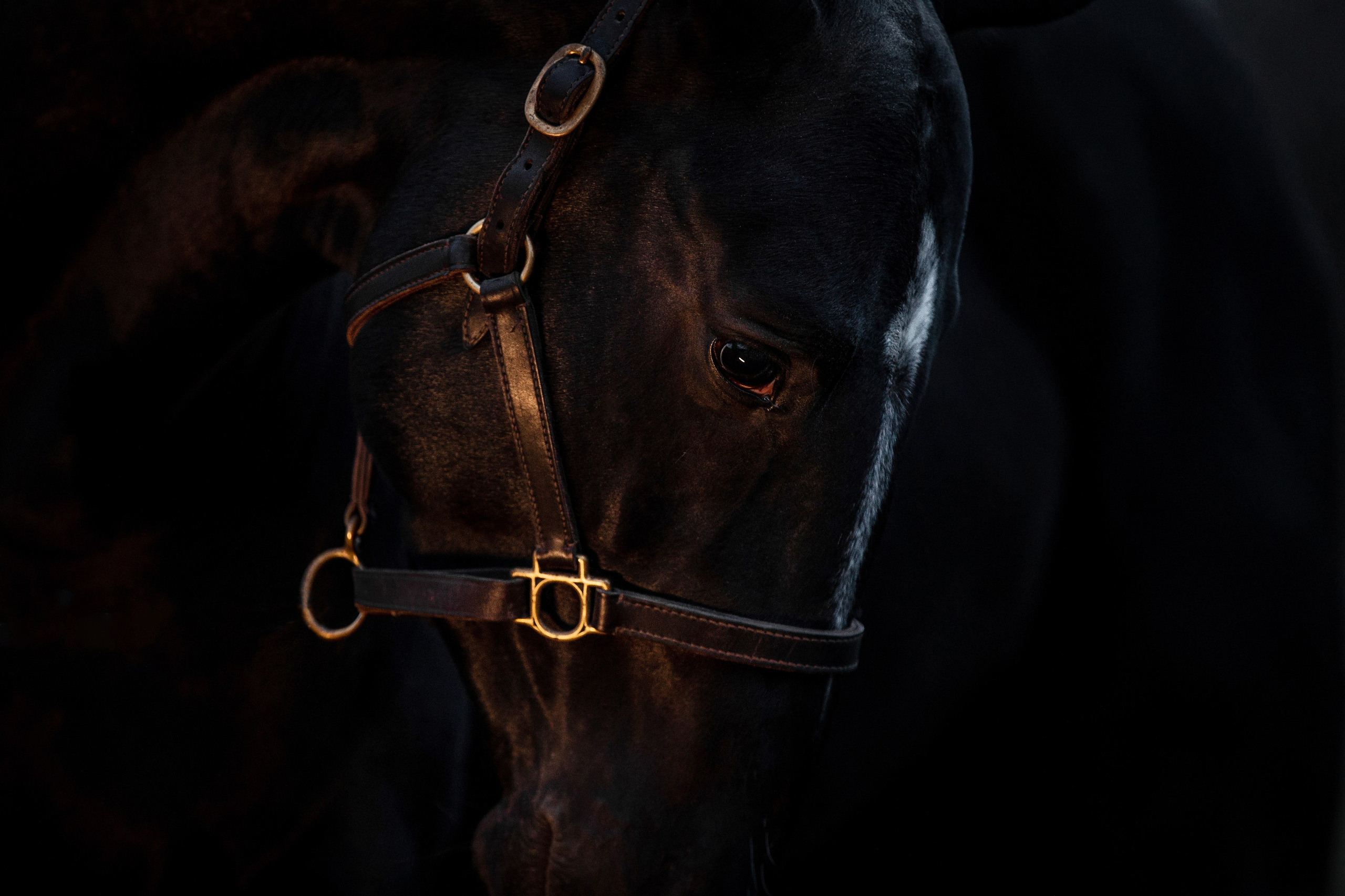 Разное. Фотограф-анималист Ксендзова Кристина