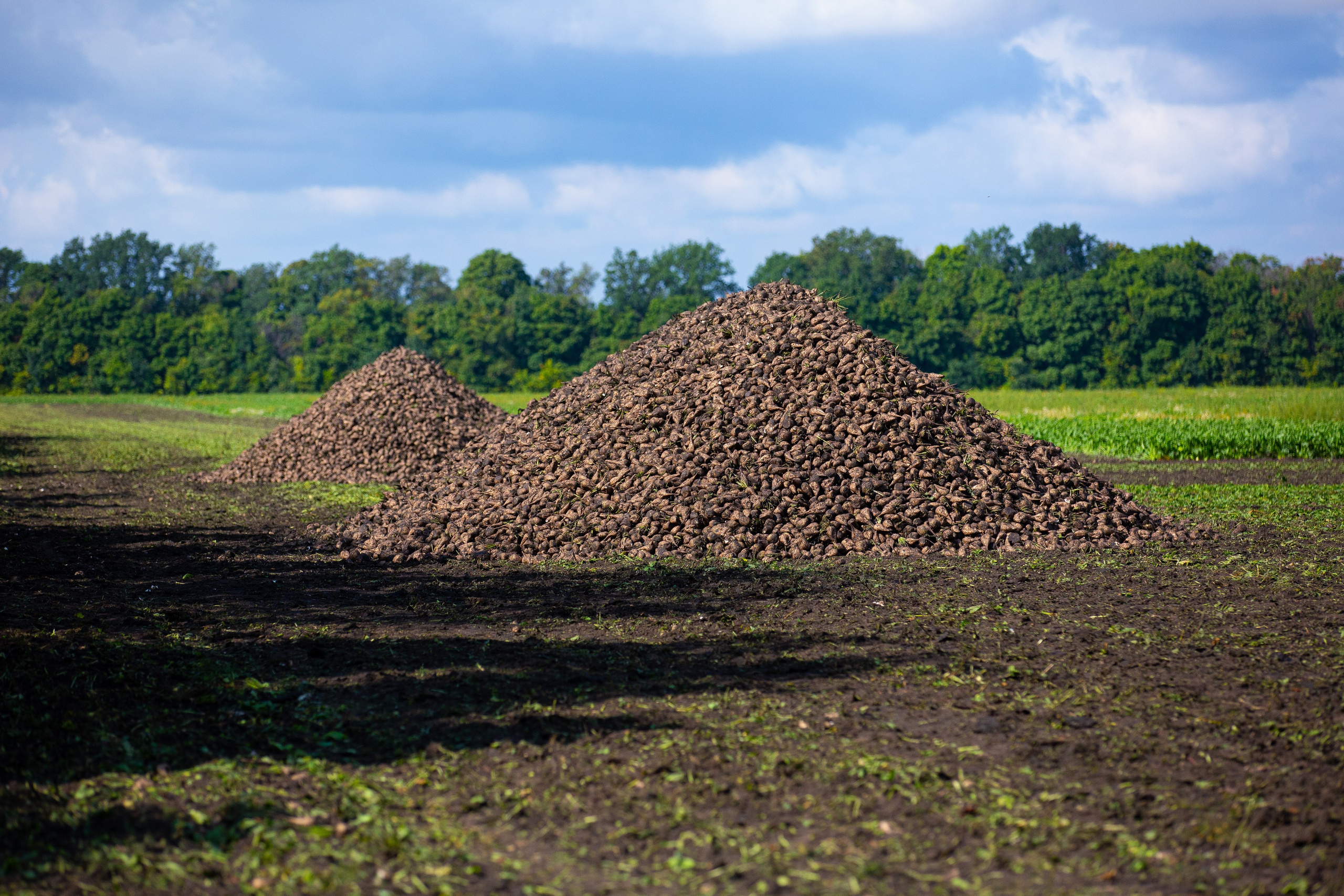 Сахарная свекла на полях