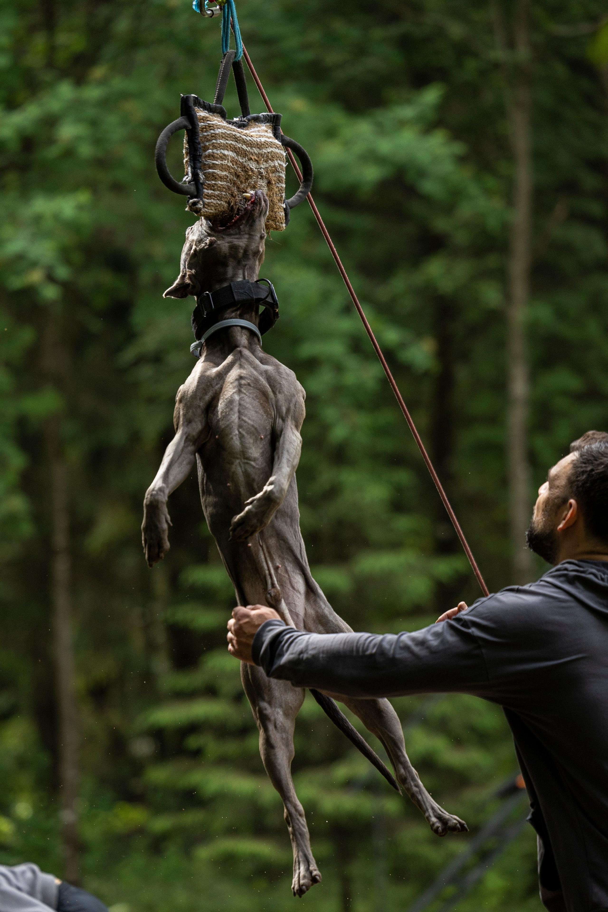 Пит-стафф многоборье. Фотограф-анималист Анна Маринич