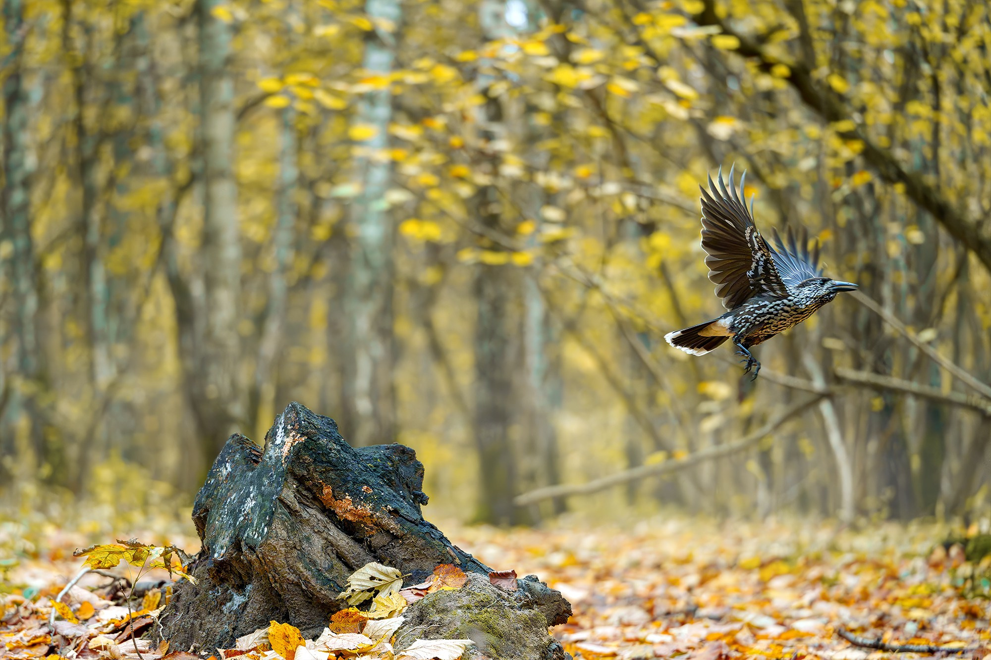 Удивительные мир птиц. Вокруг нас столько прекрасного — присмотритесь!. Ваш личный фотограф Марина Волкова