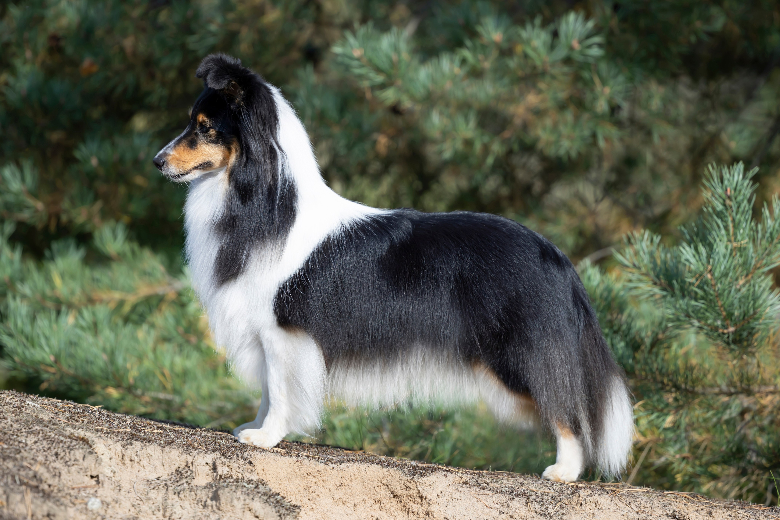 Елена и шелти. Мои работы