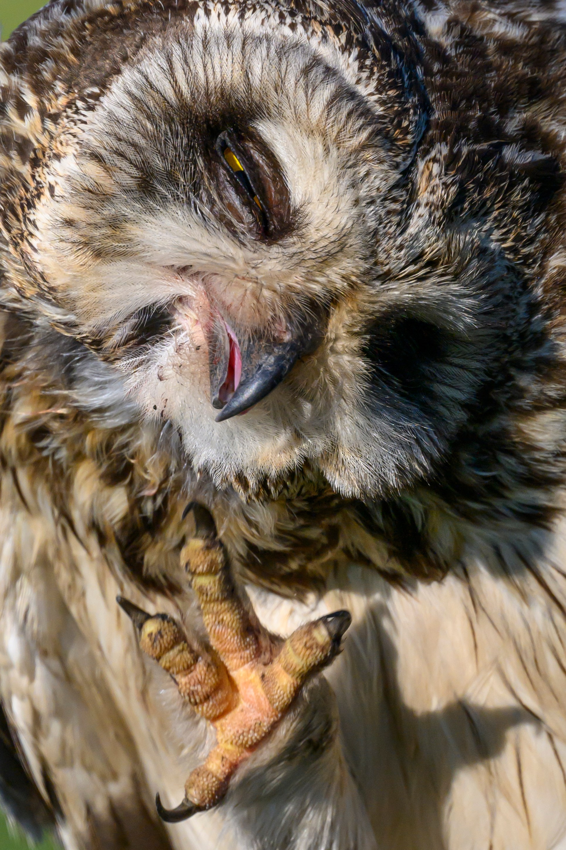 Short eared owl. Wildlife photography by Sergey Puponin