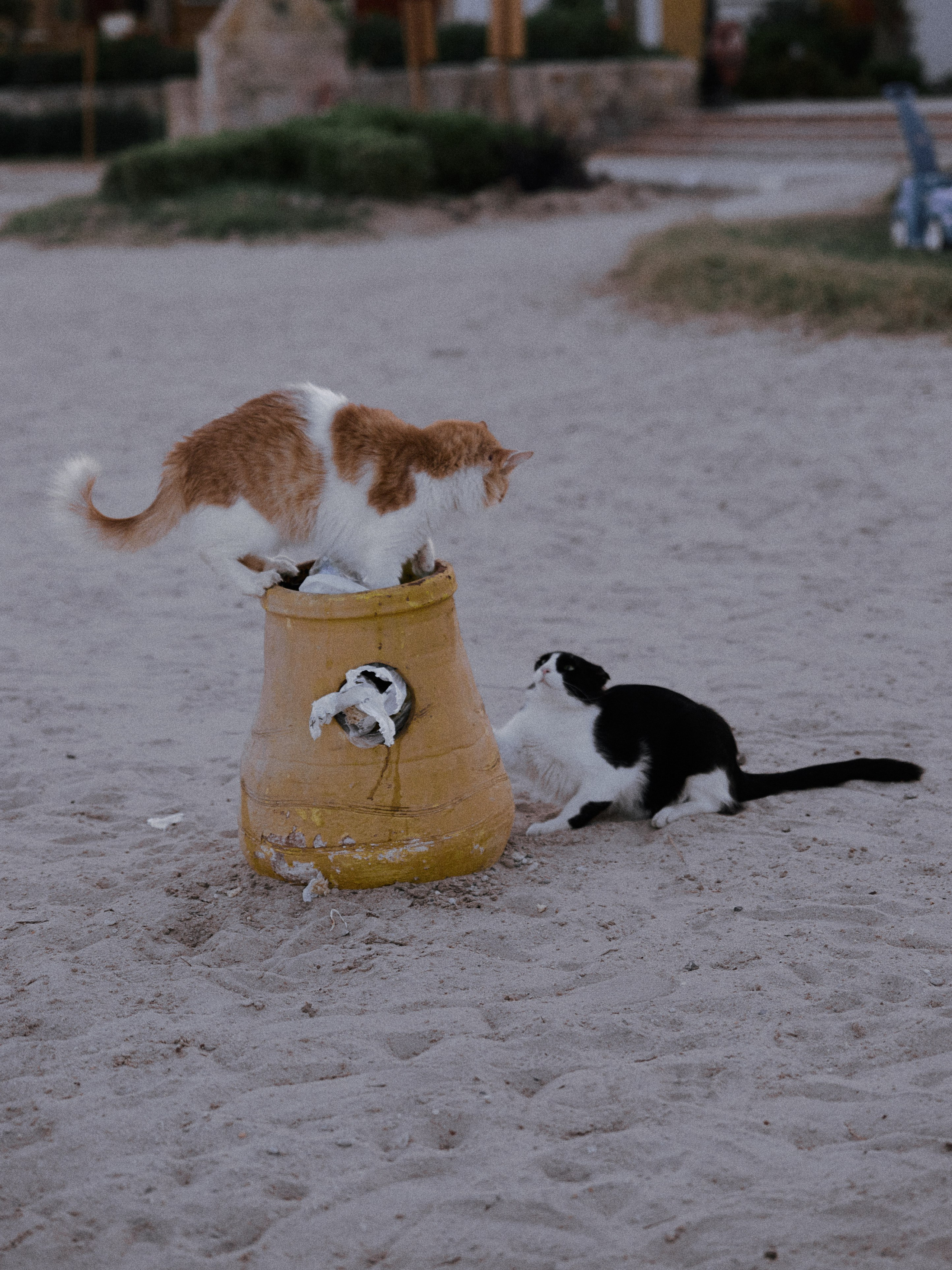 Другое 2. Jorgis Talè — photographer, kind person, teacher of arts and other mag