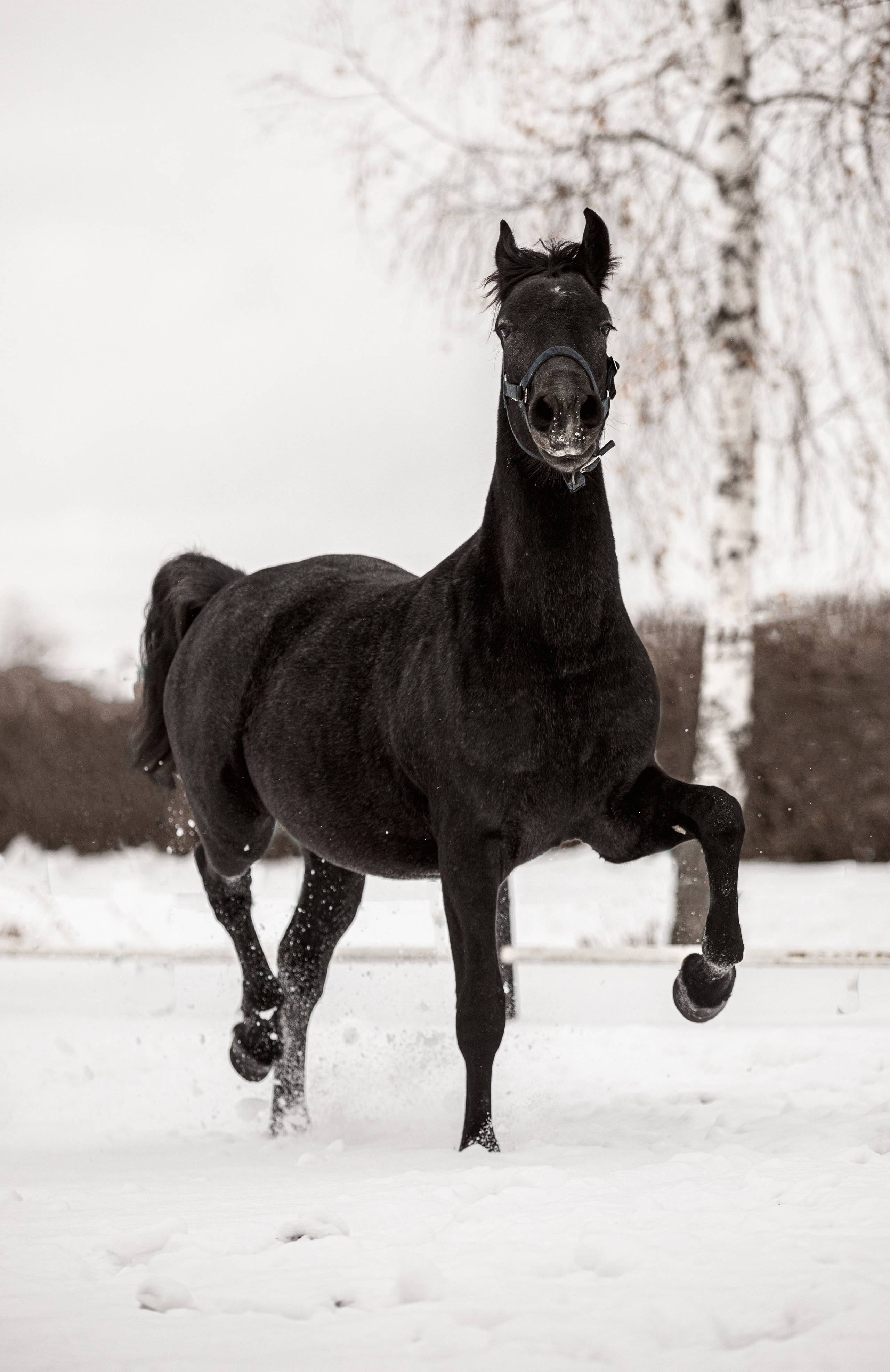 Портреты лошадей. Главная