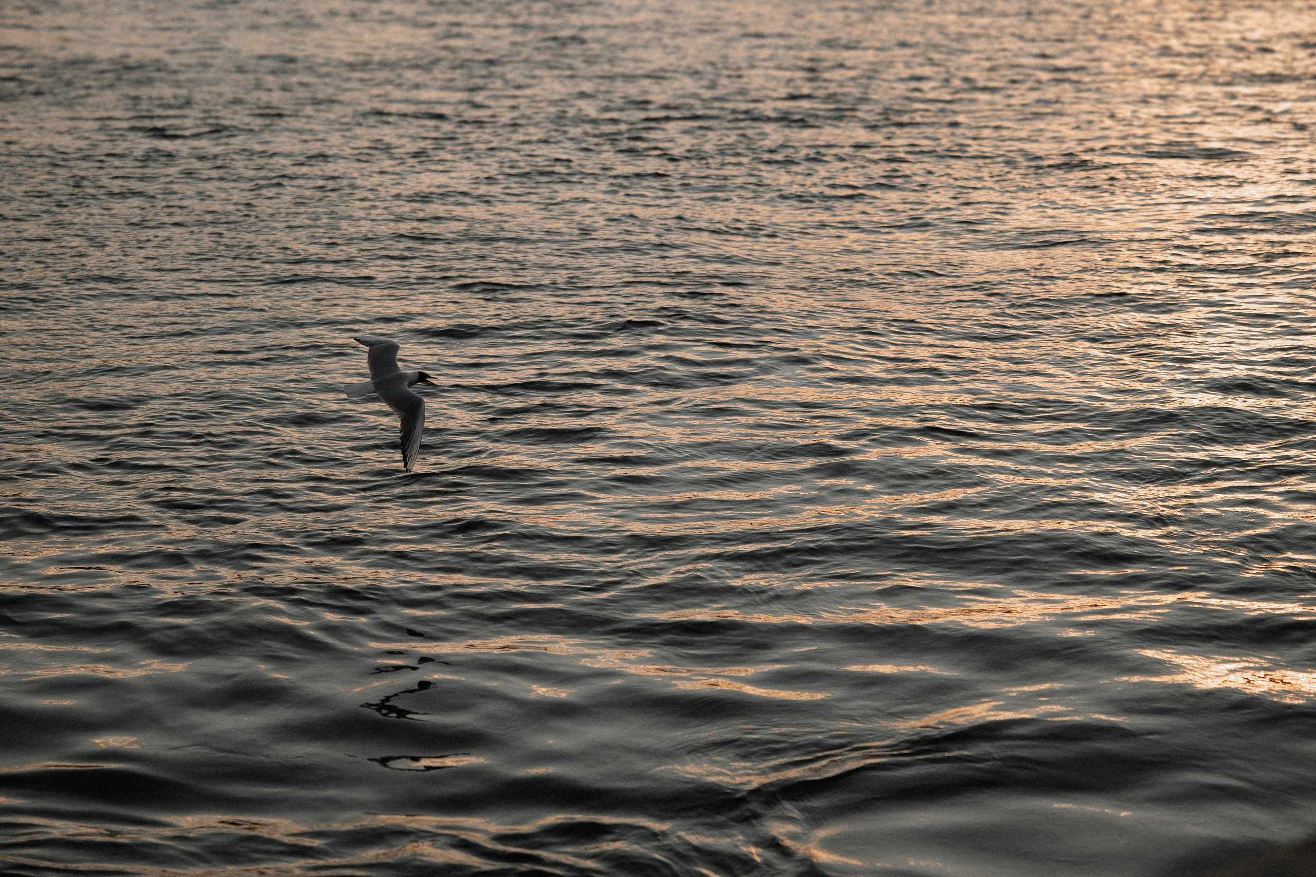 Улыбаясь в Питере. Свадебный и семейный Фотограф Денис Кошель