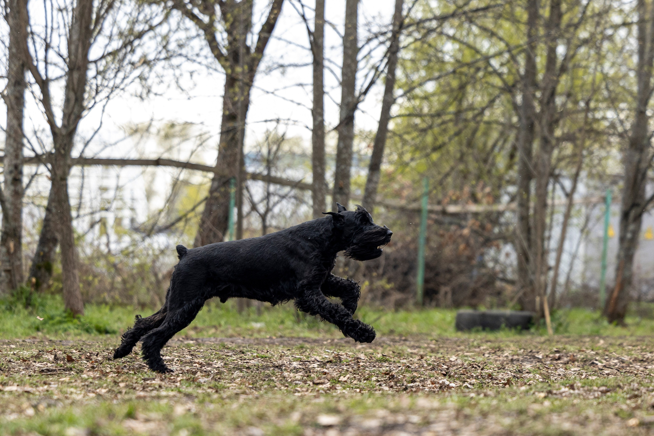 Квалификационные состязания по мондьорингу г. Вологда 11.05.24. Фотограф-анималист Анна Маринич