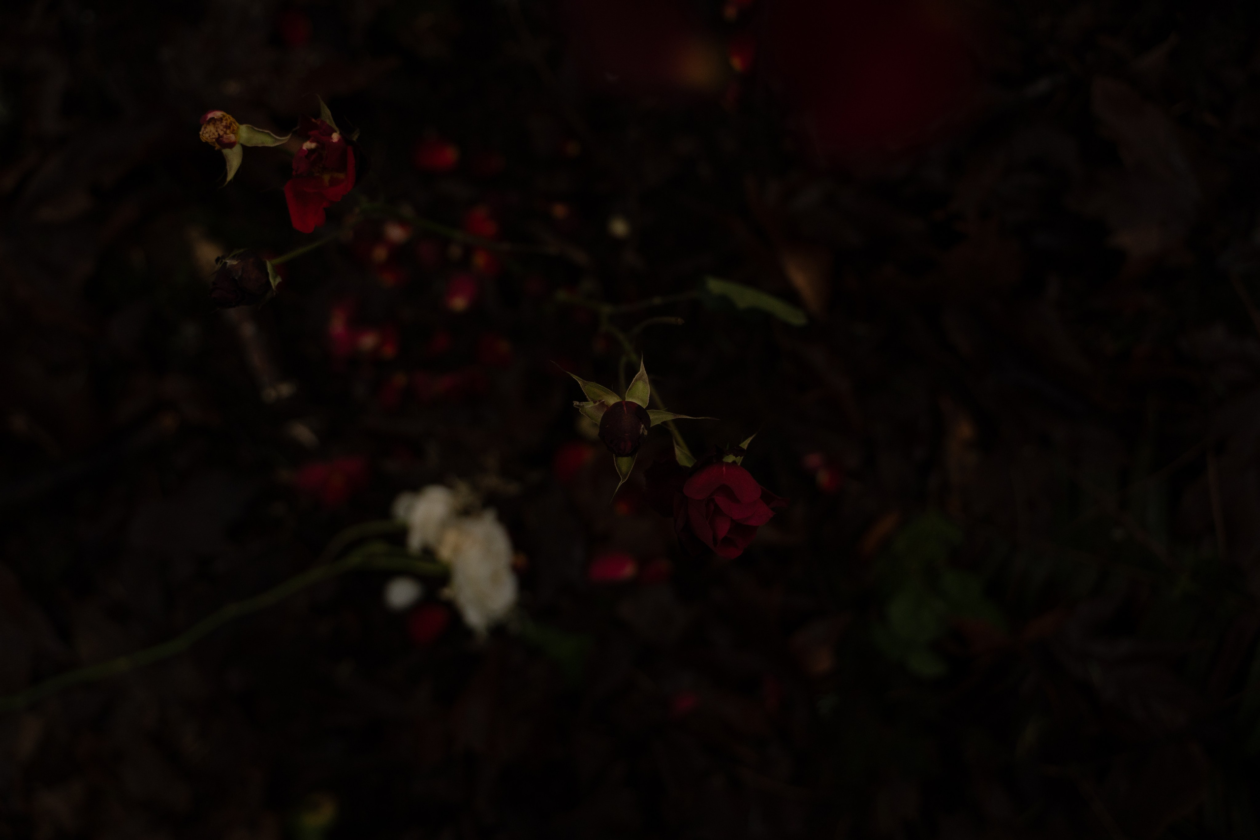 A midsummer night’s dream [magic flower]. Wedding & engagement photographer in Seattle, WA. Tania Maureira