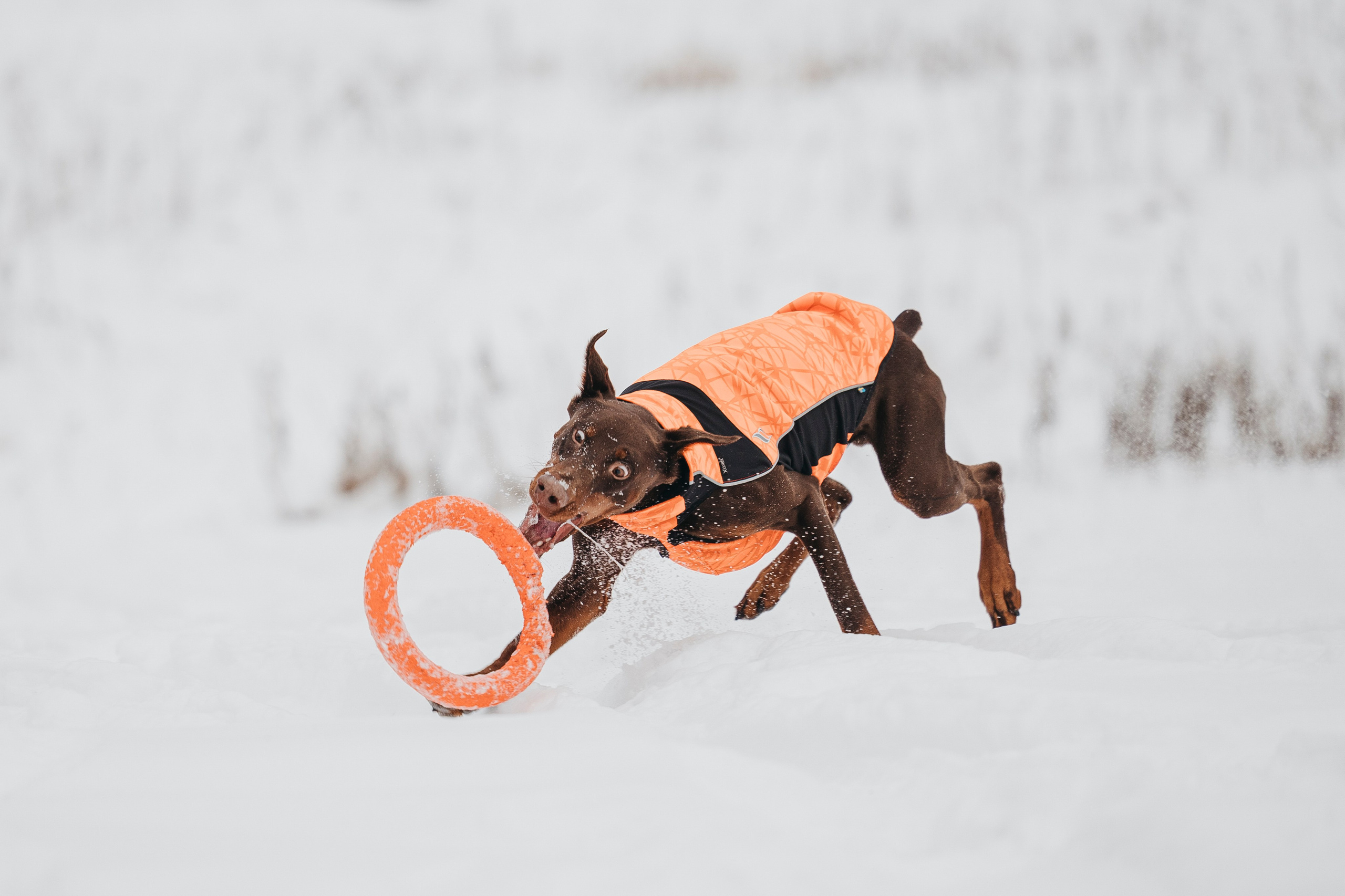 Даша, Омен, Айс и Рицу. Фотограф-анималист Анна Маринич