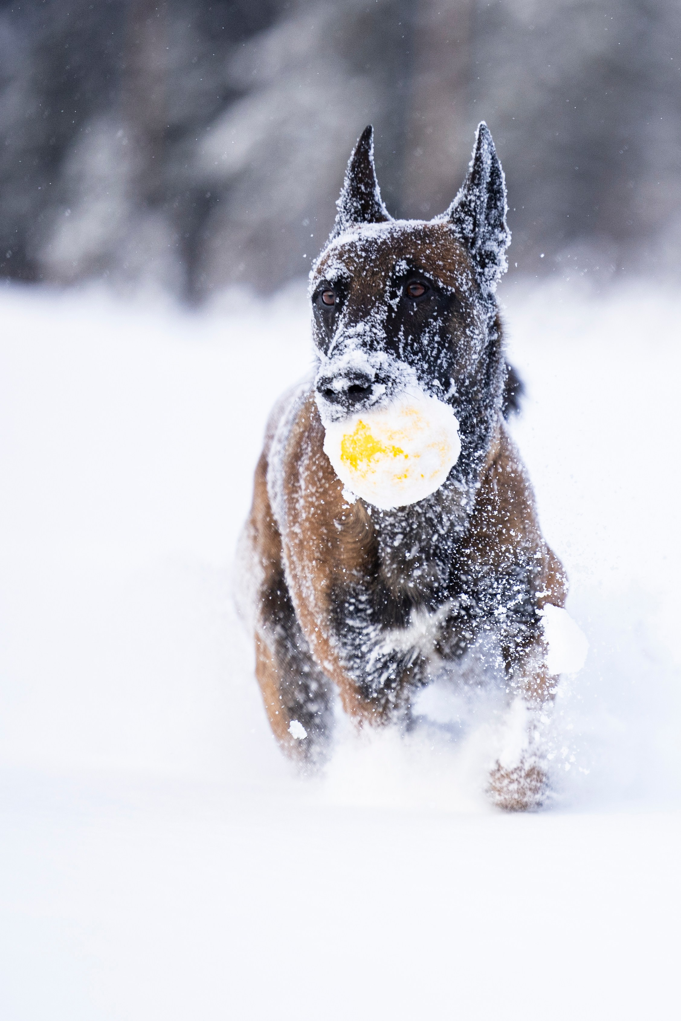 Раш. Фотограф-анималист Анна Маринич