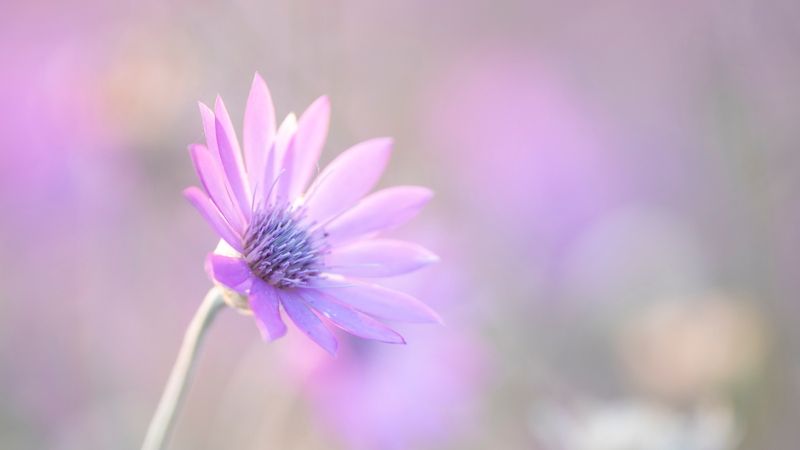 Цветы. Фотограф Вадим Хмурковский