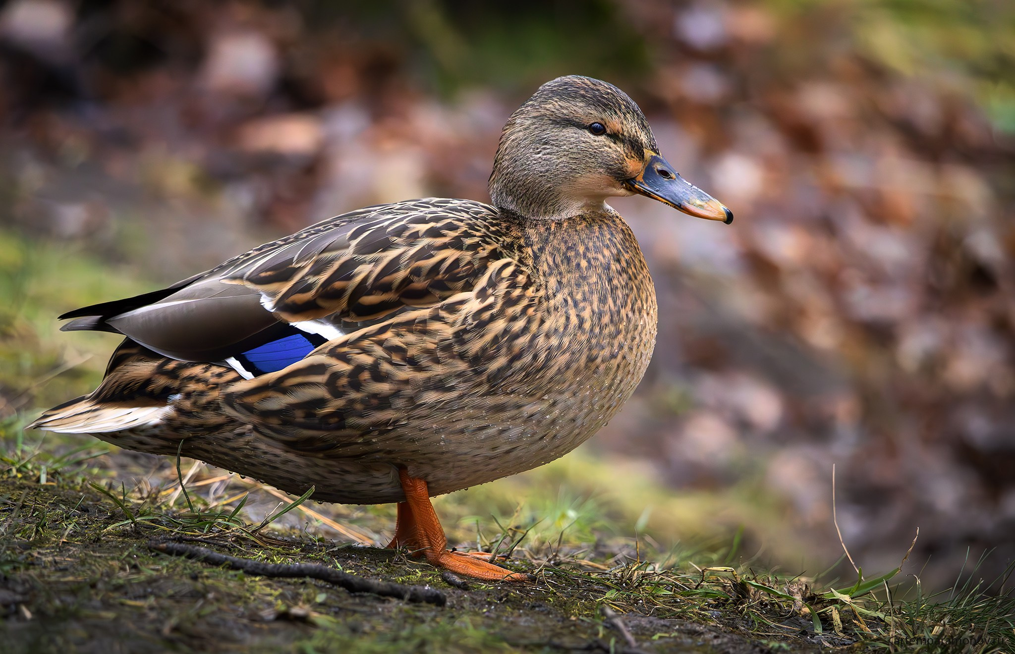 Природа. Фотохудожник Артём Парамонов