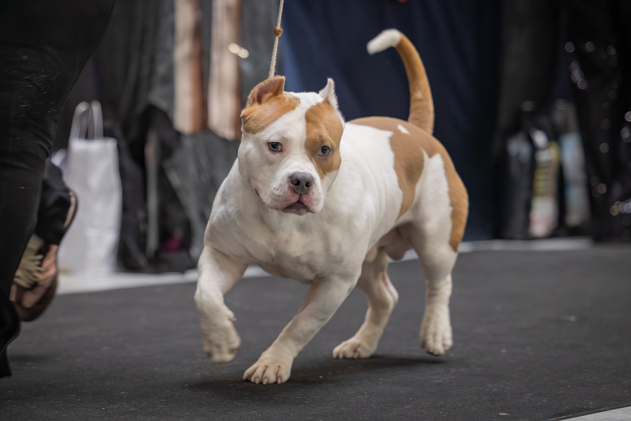 АВКС. Виктория Михайловская. Фотограф-анималист. Москва