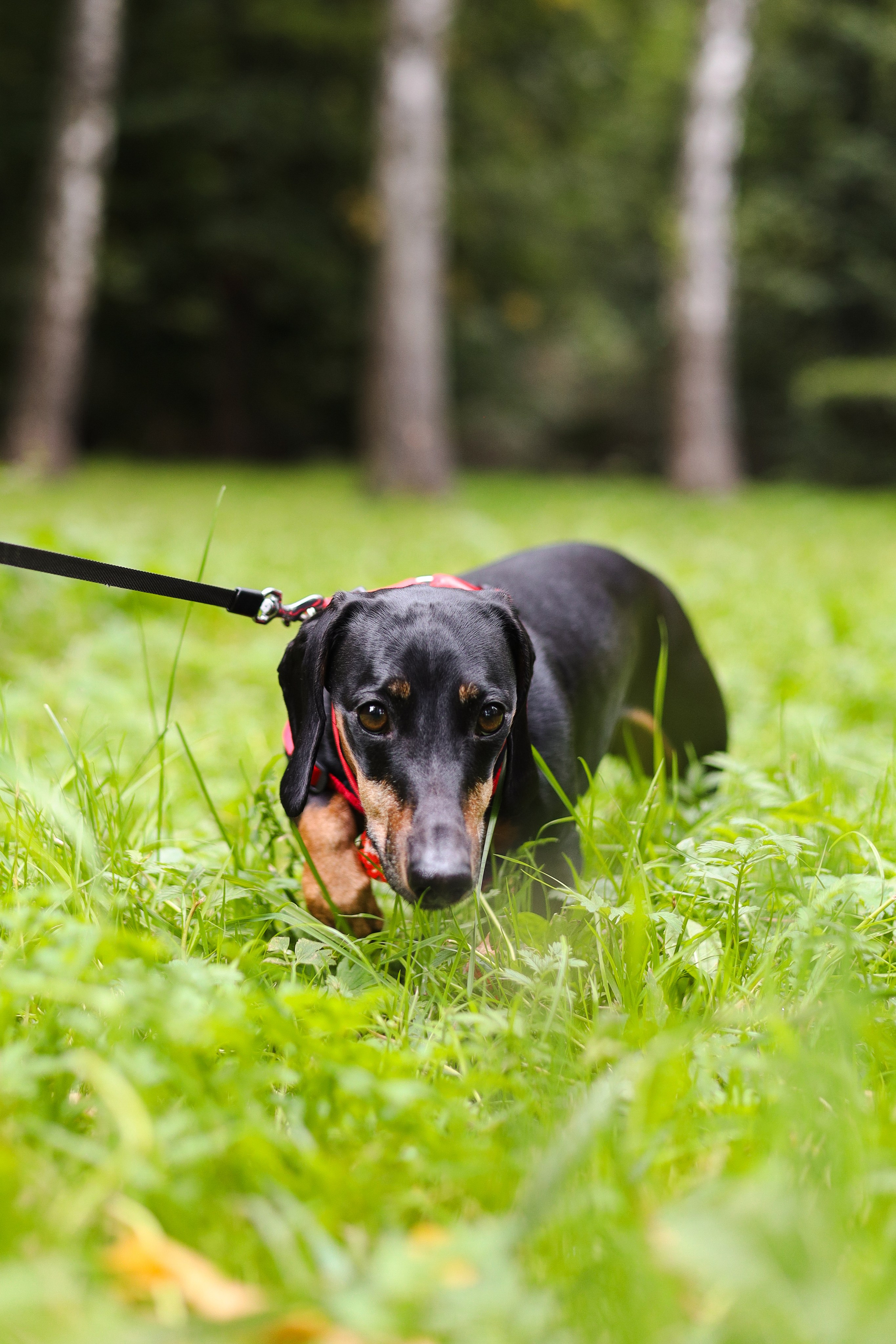 Моня и Оля. Фотограф-анималист Ксения Шевцова|Москва