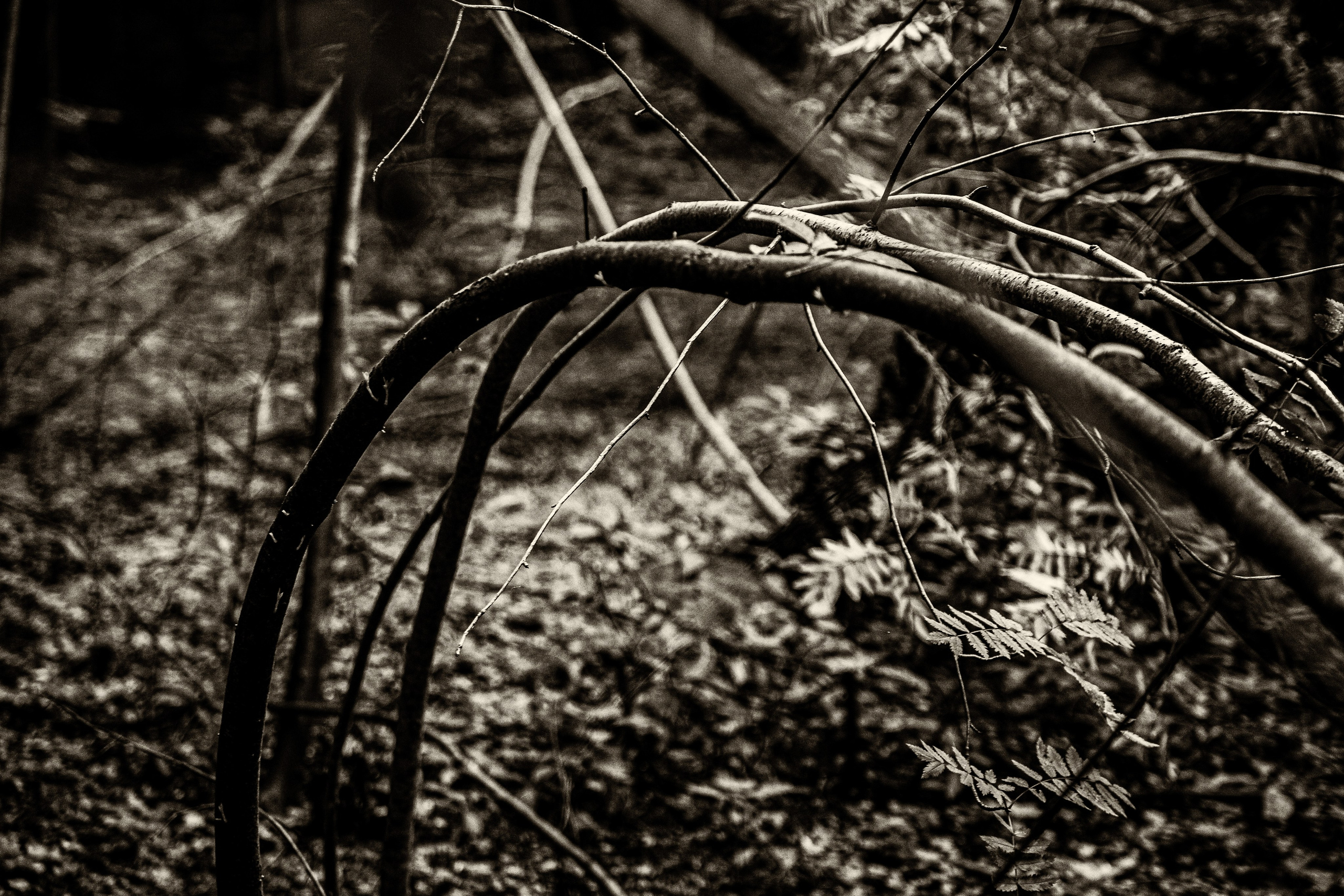 Даниэлла. Черно-белый фотограф Дмитрий Пчелкин