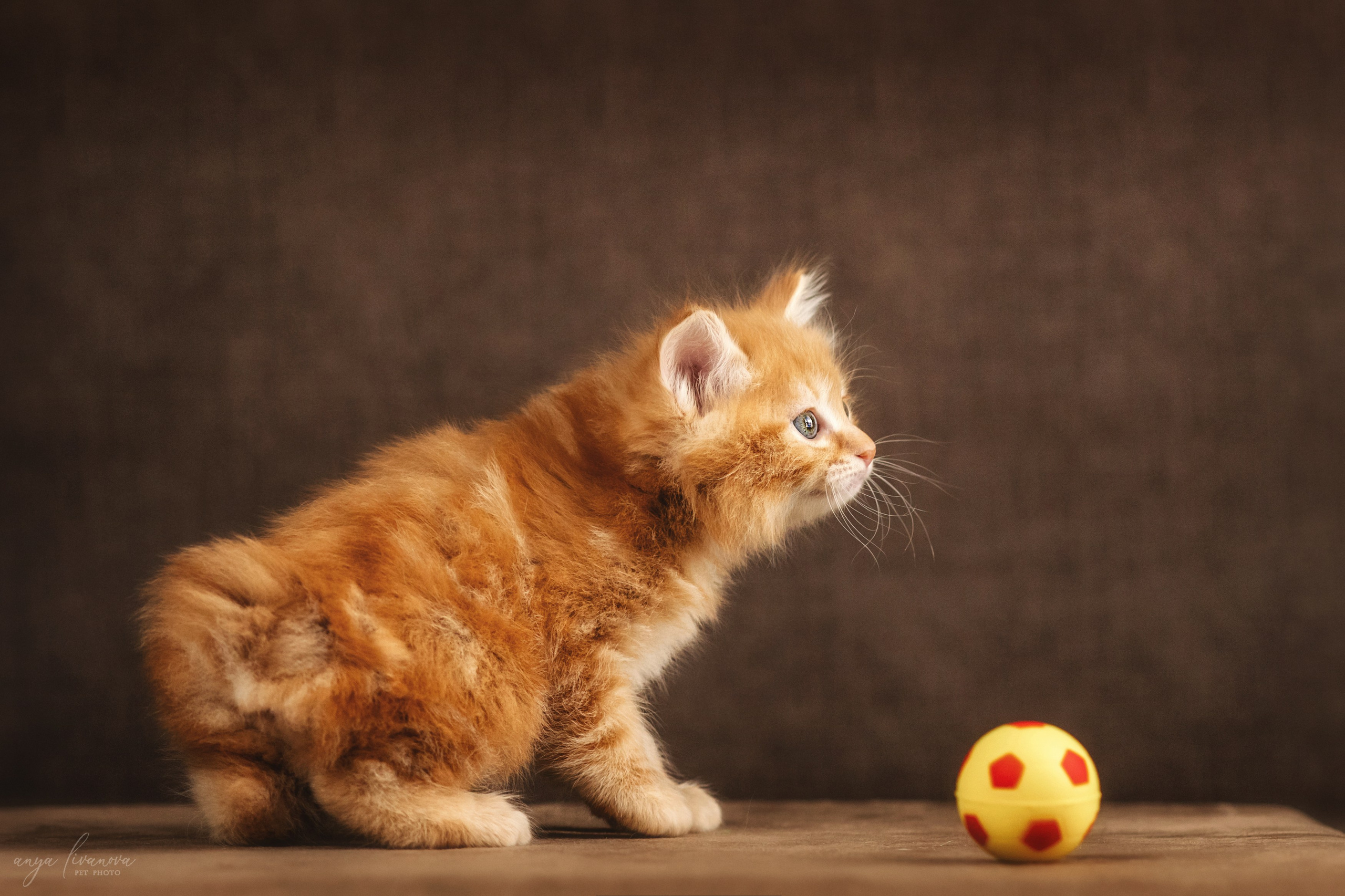 Курильские бобтейлы. Фотограф анималист Аня Ливанова | Рыбинск